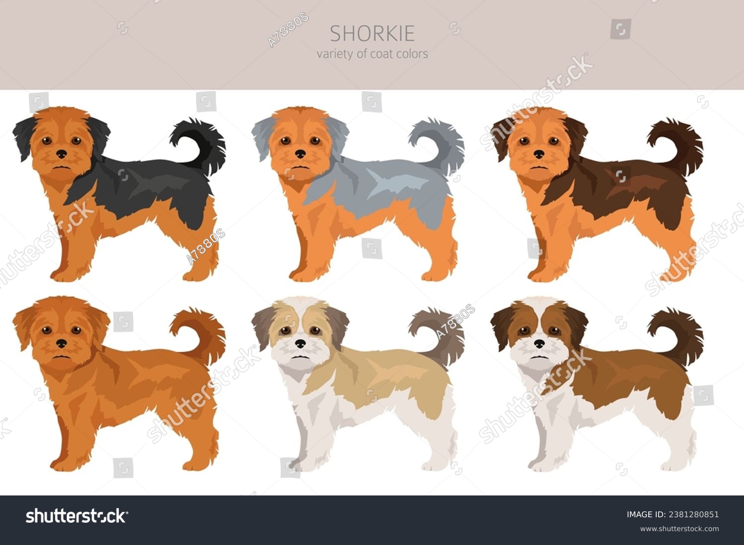 SVG of Shorkie clipart. Shih-Tzu  Yorkshire terrier mix. Different coat colors set.  Vector illustration svg