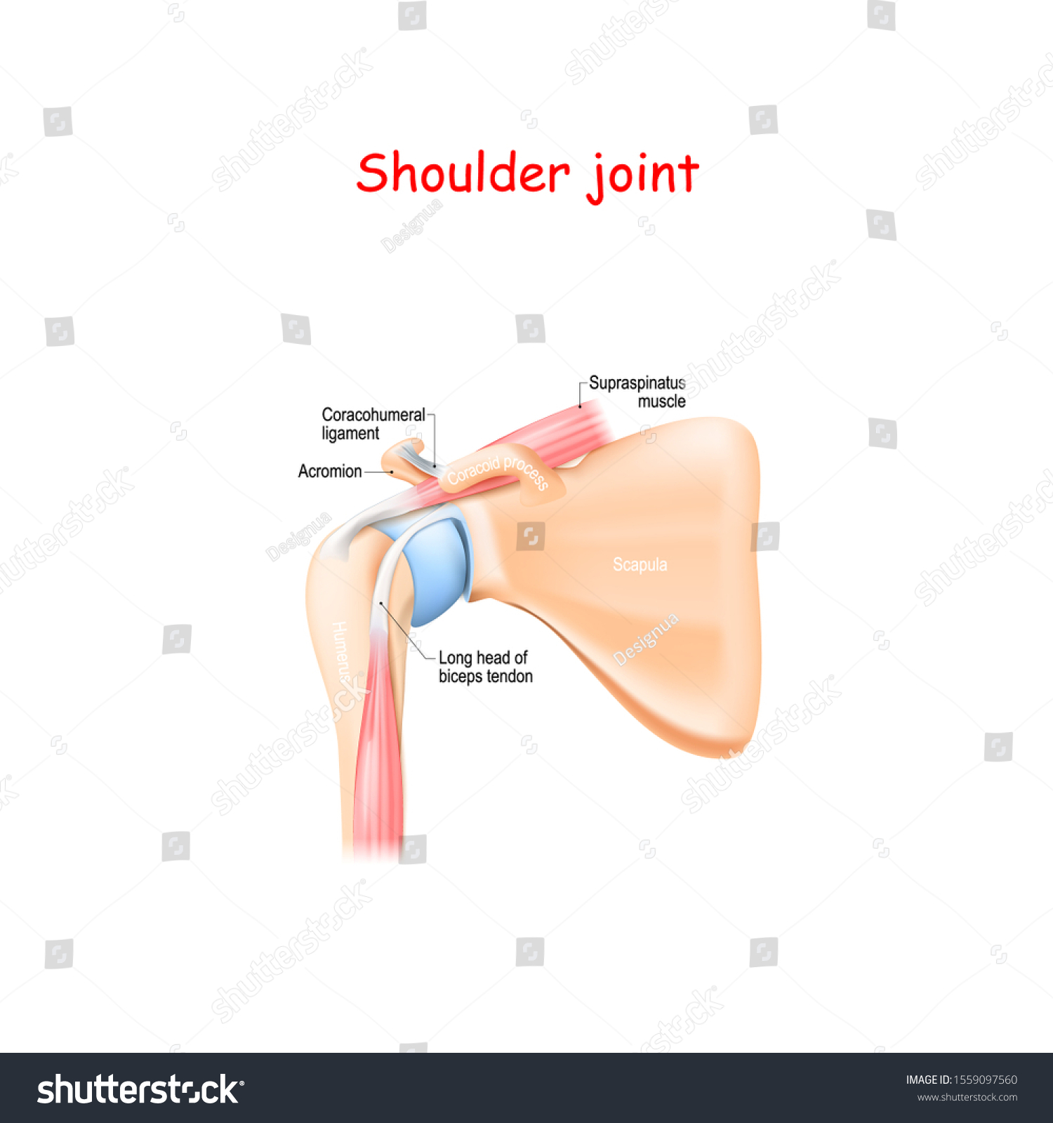 Shoulder Joint Anatomy Bones Scapula Humerus Stock Vector (Royalty Free ...