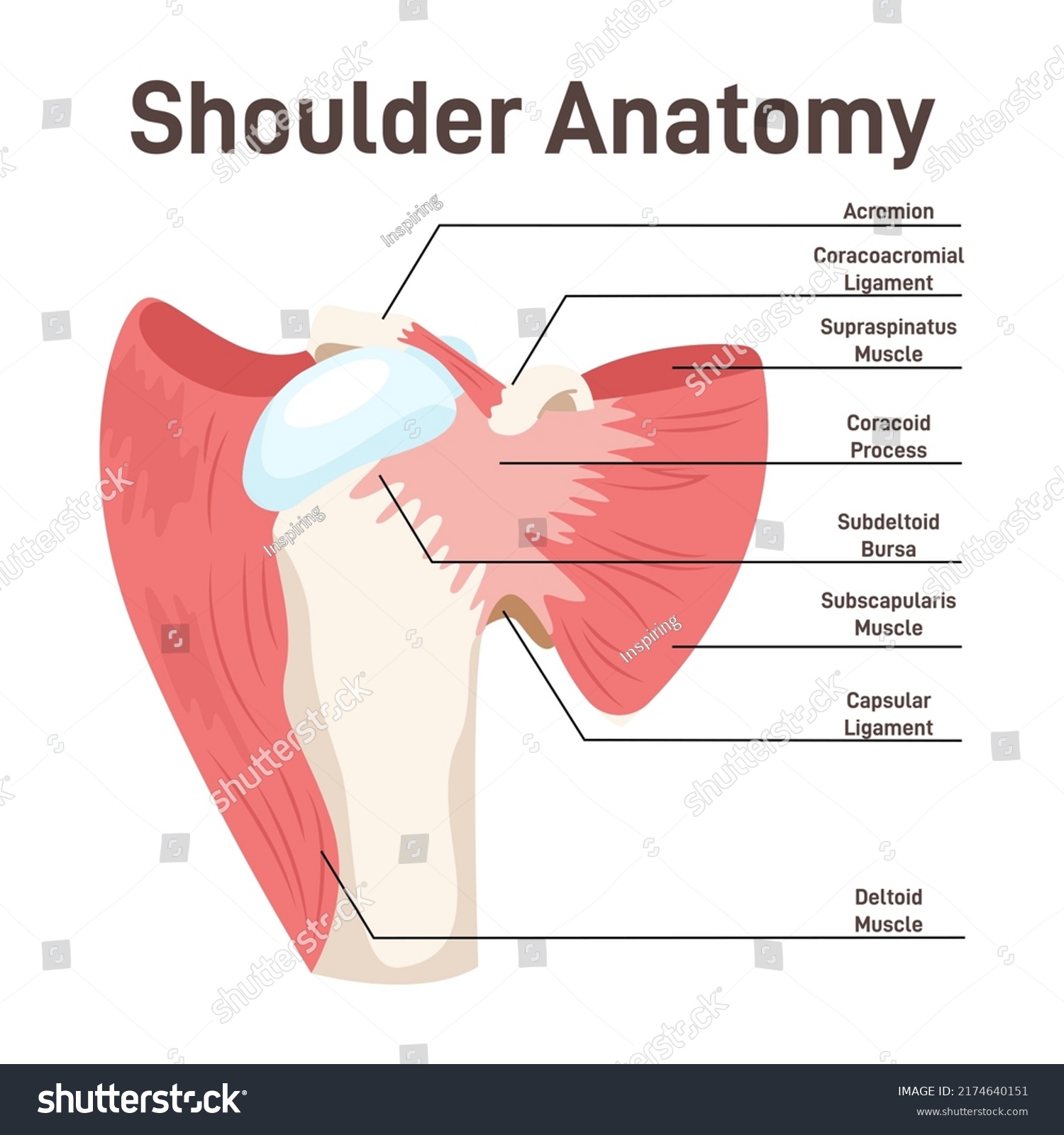 Shoulder Muscles Didactic Scheme Anatomy Human Stock Vector Royalty