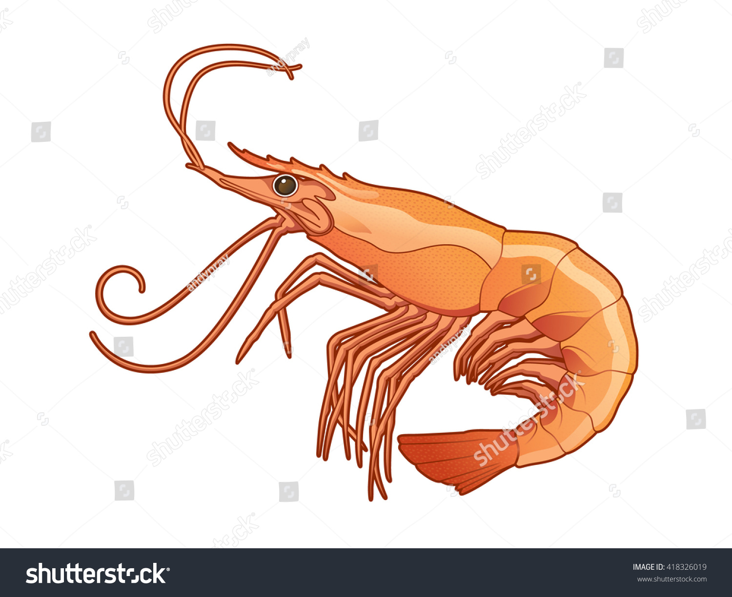 Shrimp Illustration Vector Stock Vector 418326019 - Shutterstock