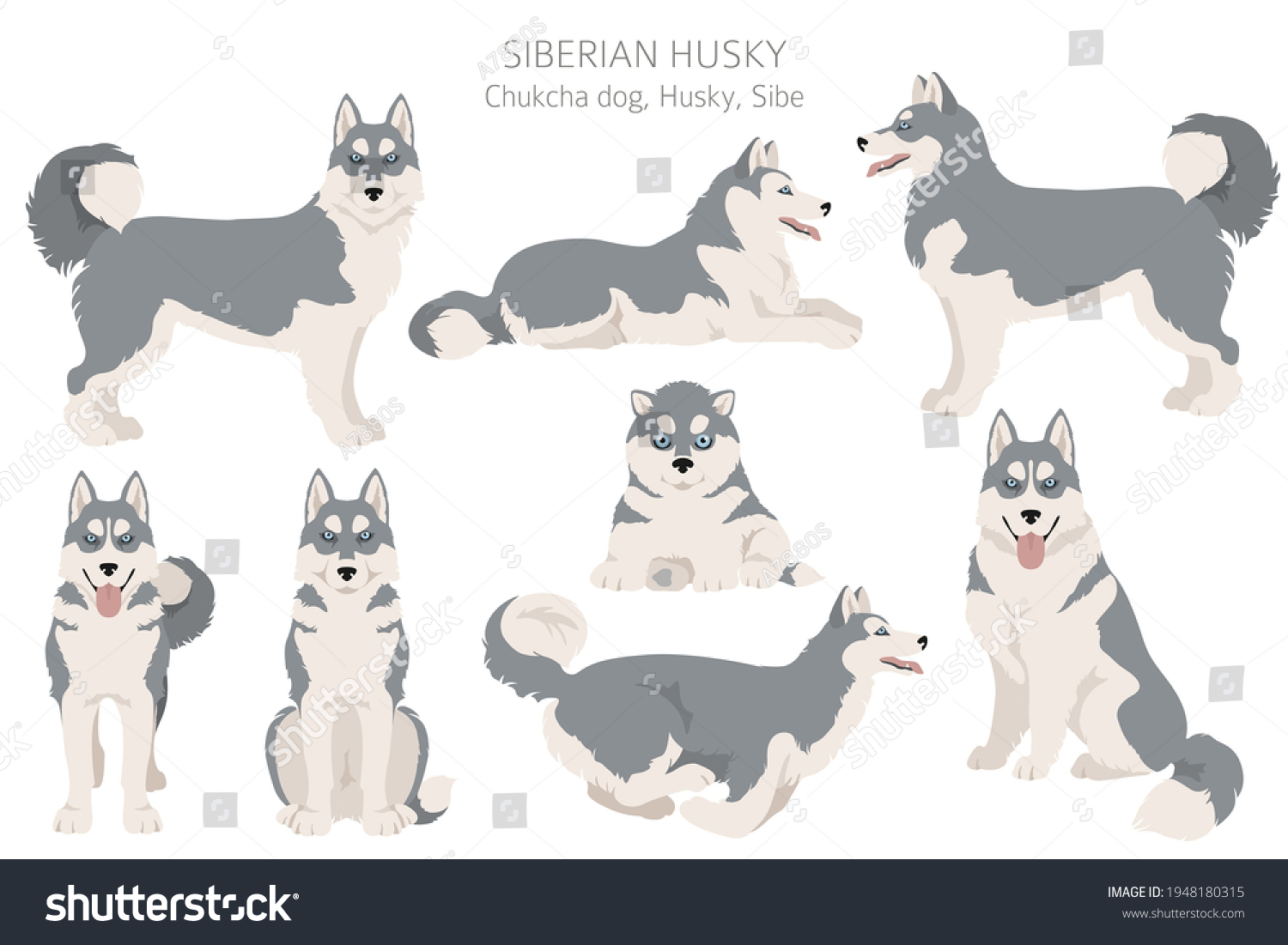 Siberian Husky Poses Coat Colors Set Stock Vector (Royalty Free ...