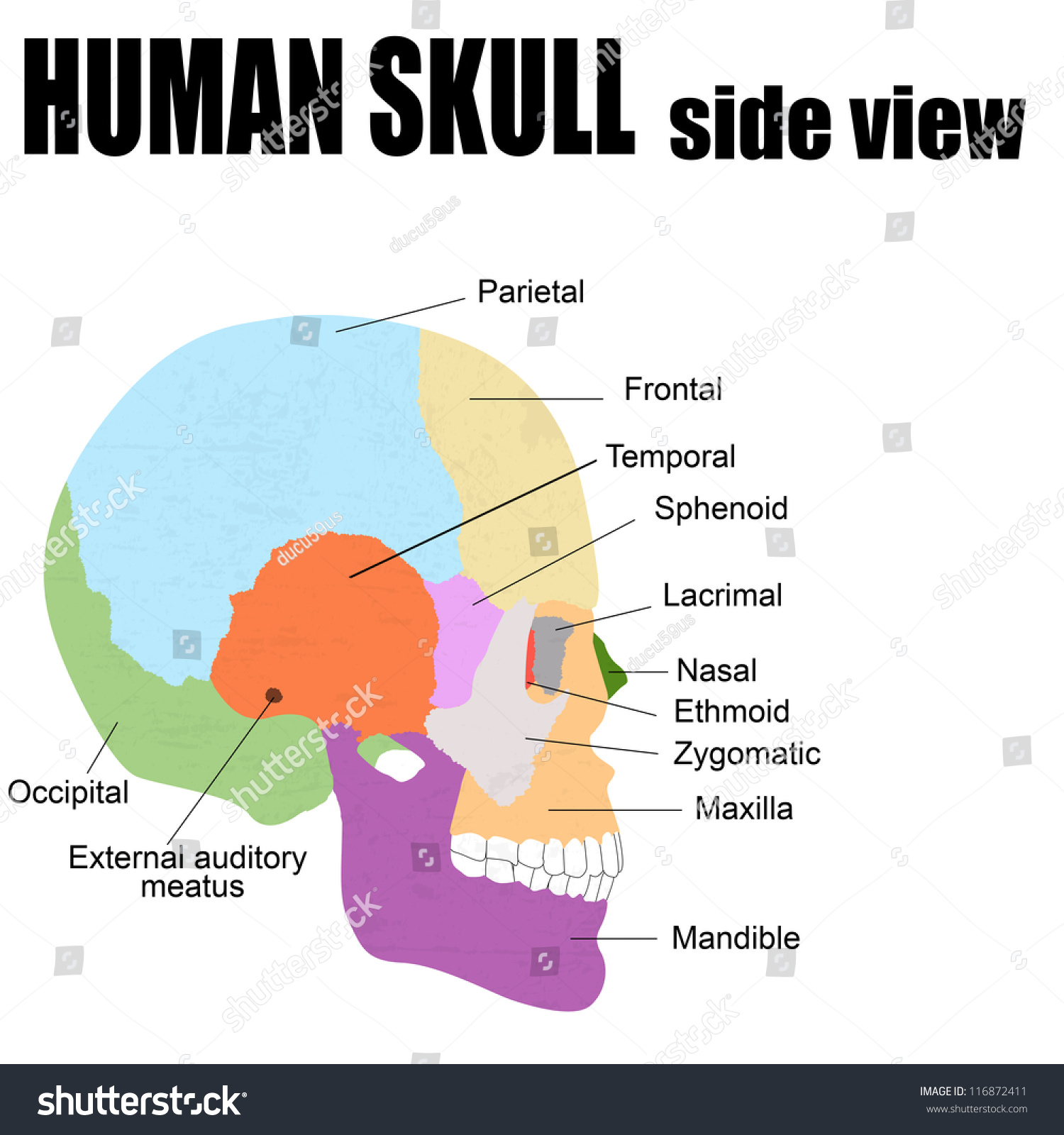 Side View Of Human Skull, Vector Illustration (For Basic Medical ...