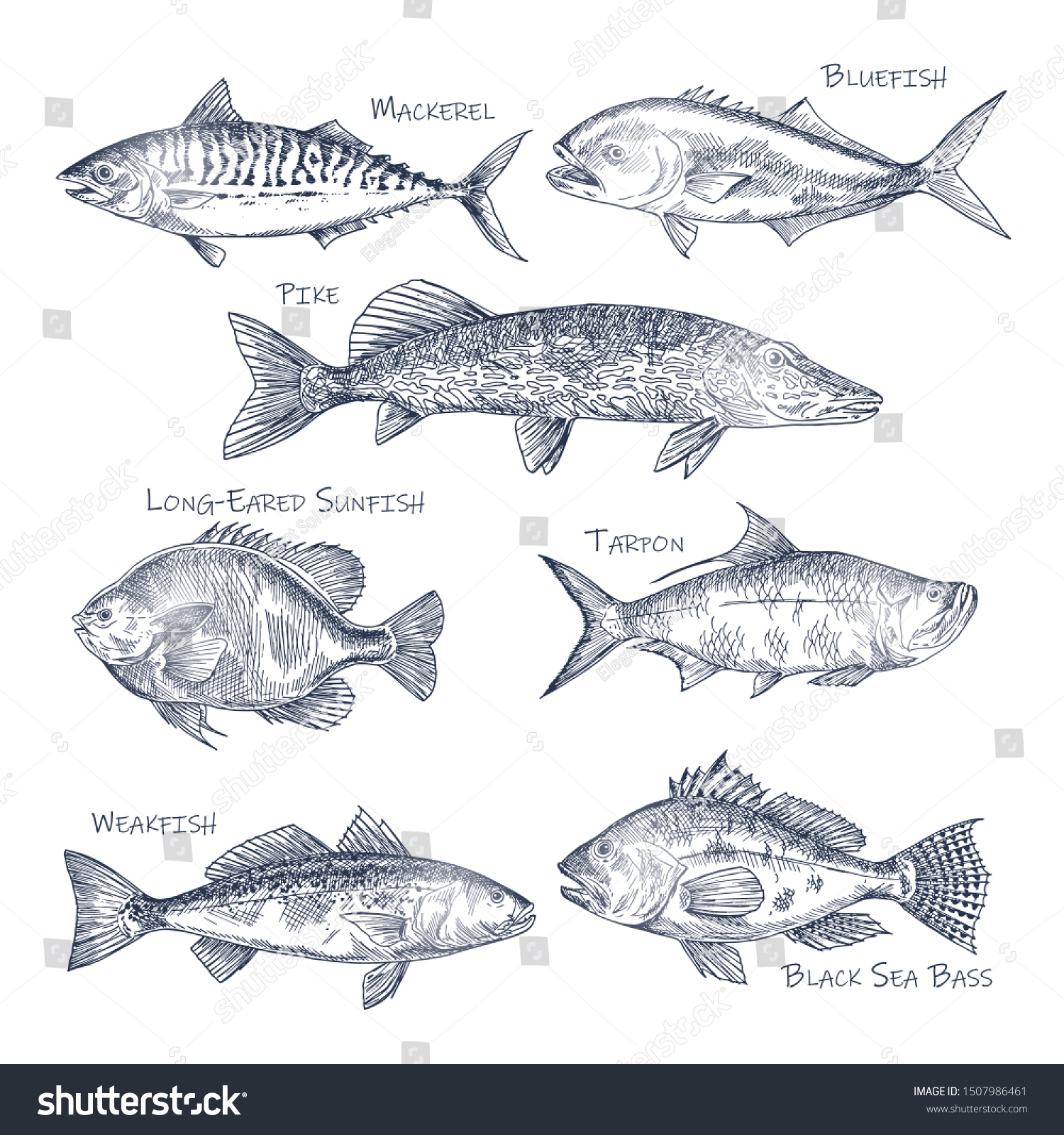 Side View On Ocean Sea Fish Stock Vector (Royalty Free) 1507986461 ...