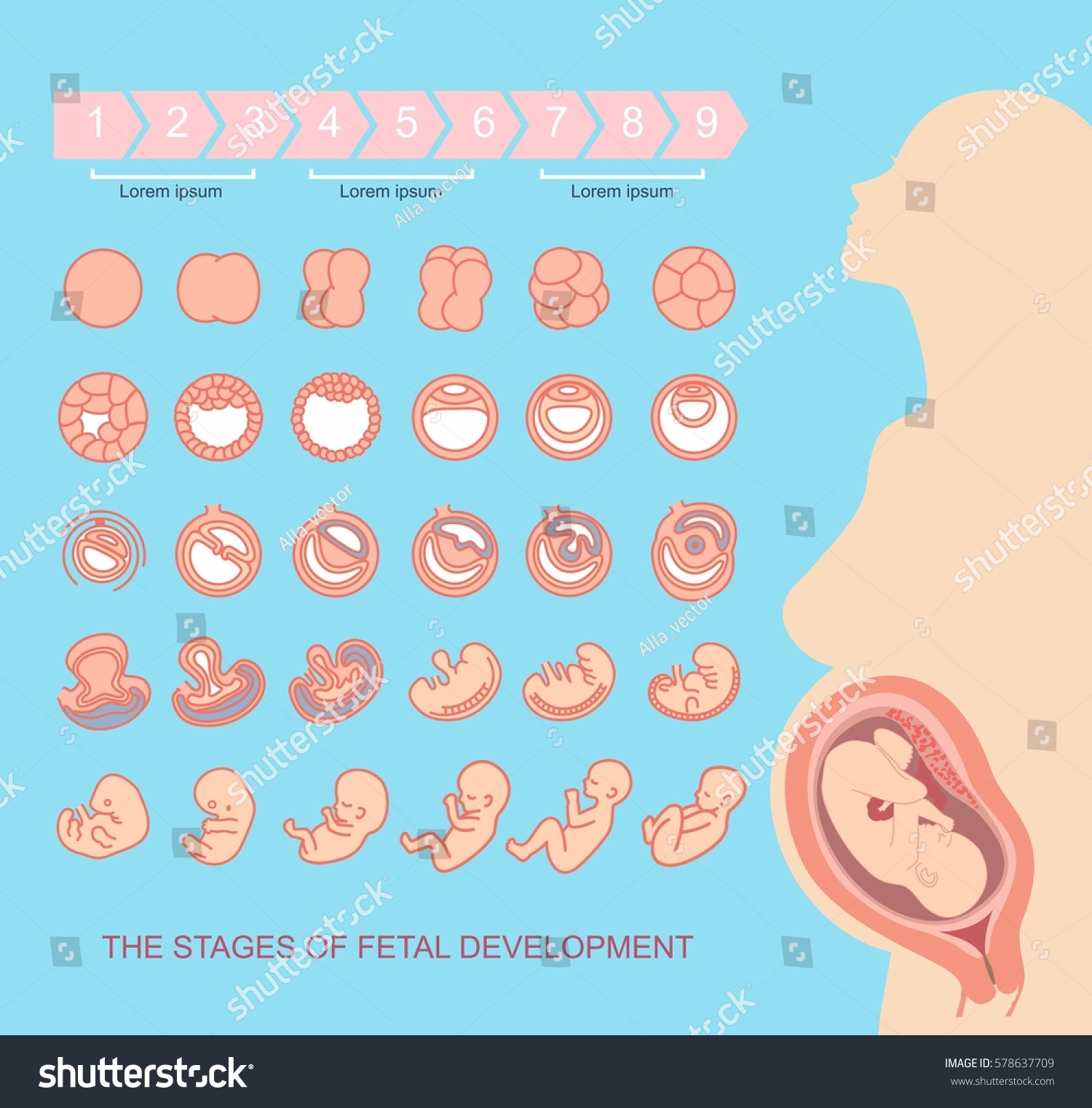 Silhouette Beautiful Pregnant Woman Stages Fetal Stock Vector 578637709 ...