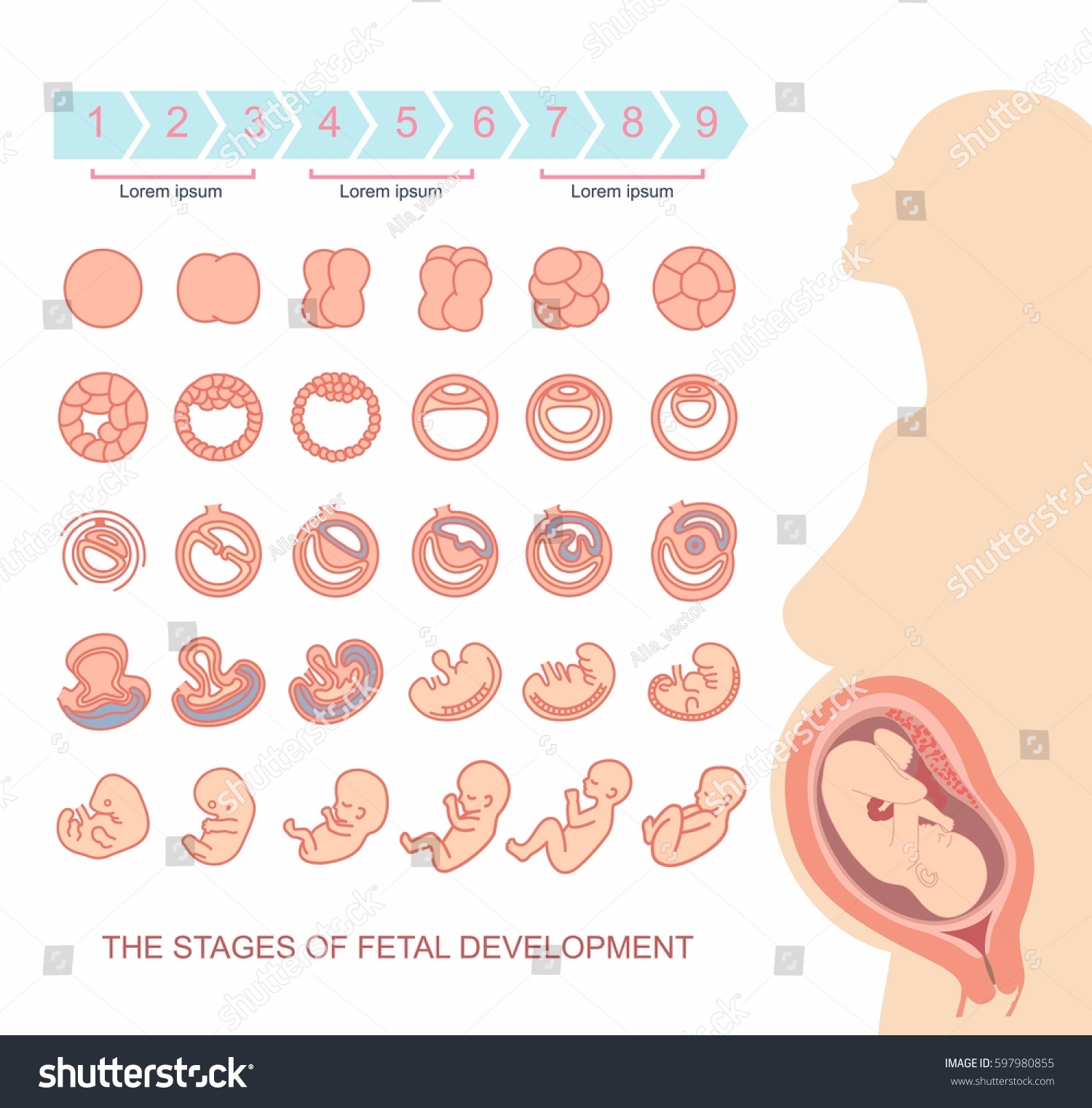 Silhouette Beautiful Pregnant Woman Stages Fetal Stock Vector (Royalty ...