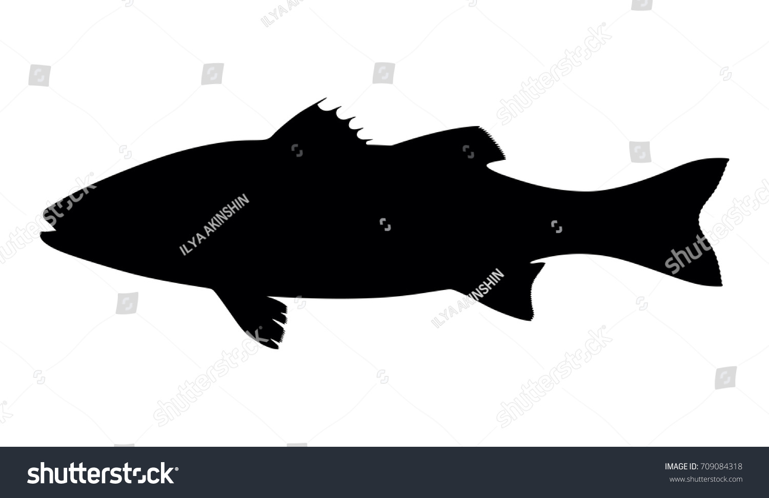 Silhouette Fish Seabass On White Background Stock Vector (Royalty Free ...