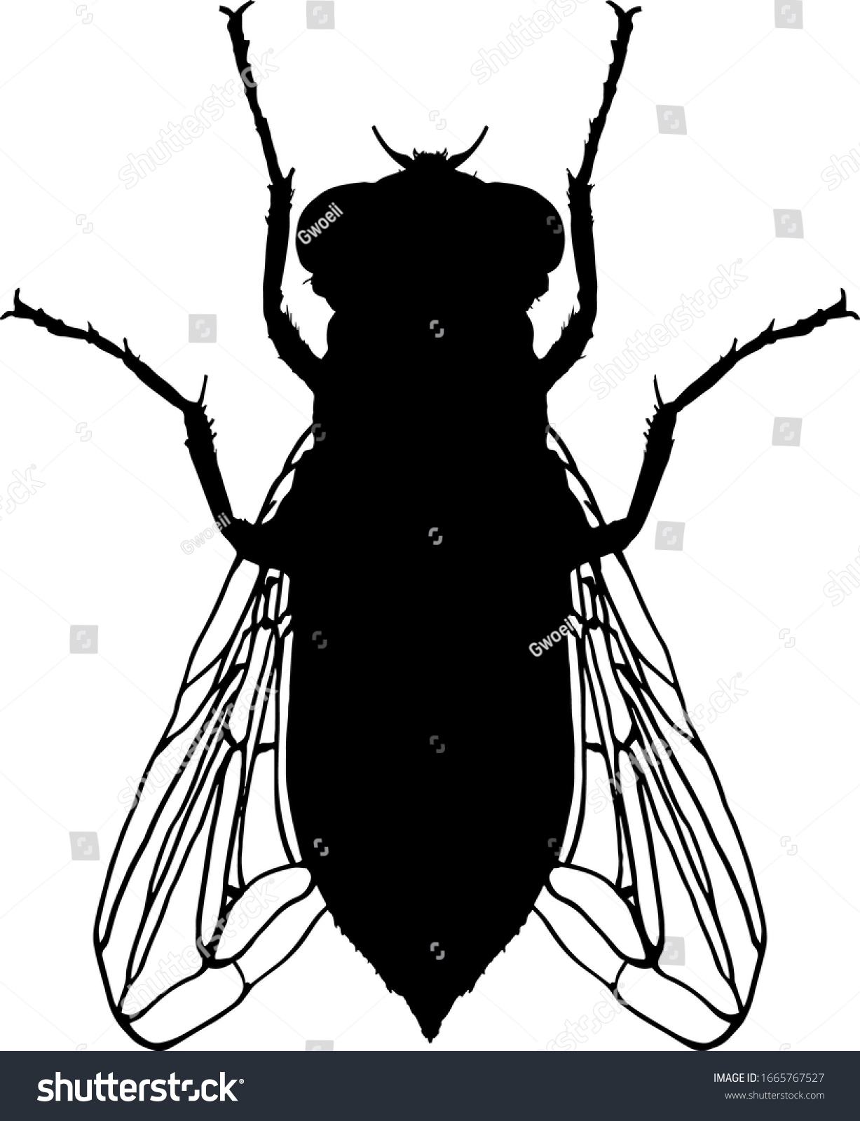 Silhouette Common House Fly Insect Scientifically Stock Vector (royalty 