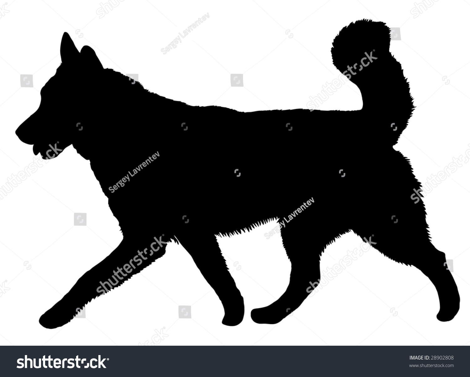 Silhouette Of A Dog Of Breed Alaskan Malamute Stock Vector Illustration ...