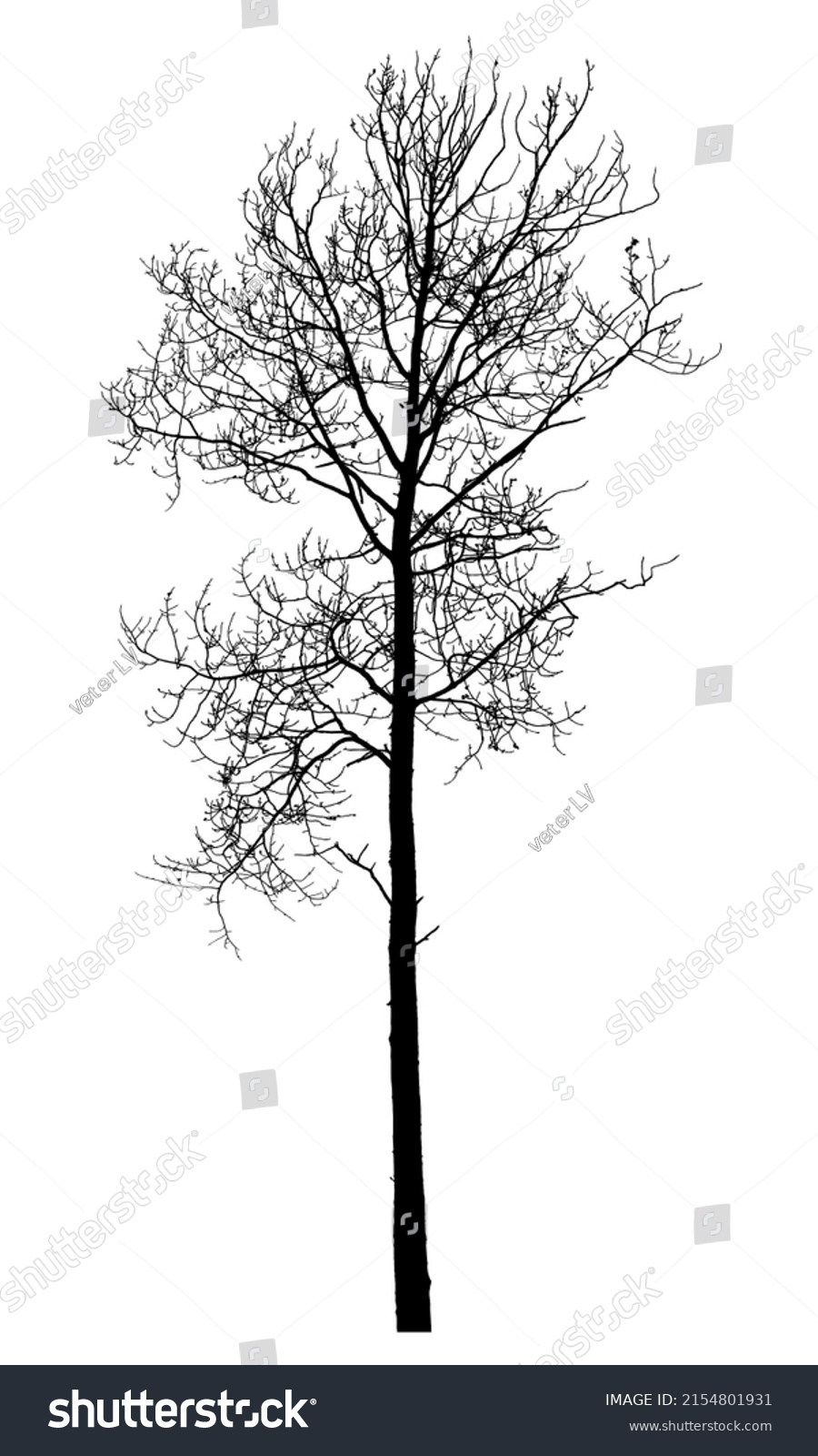 SVG of Silhouette of a tree on a white background. Vector realistic black and white illustration of aspen. svg