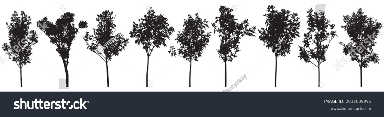 SVG of Silhouette of beautiful trees, set. Ash young trees, lilac.  Seedling for landscaping. Vector illustration. svg