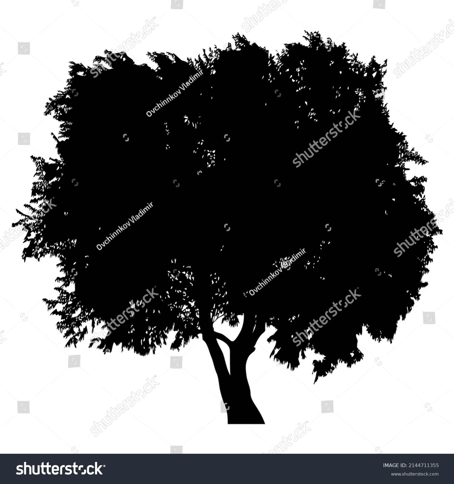 Silhouette Deciduous Tree On White Background Stock Vector (royalty 