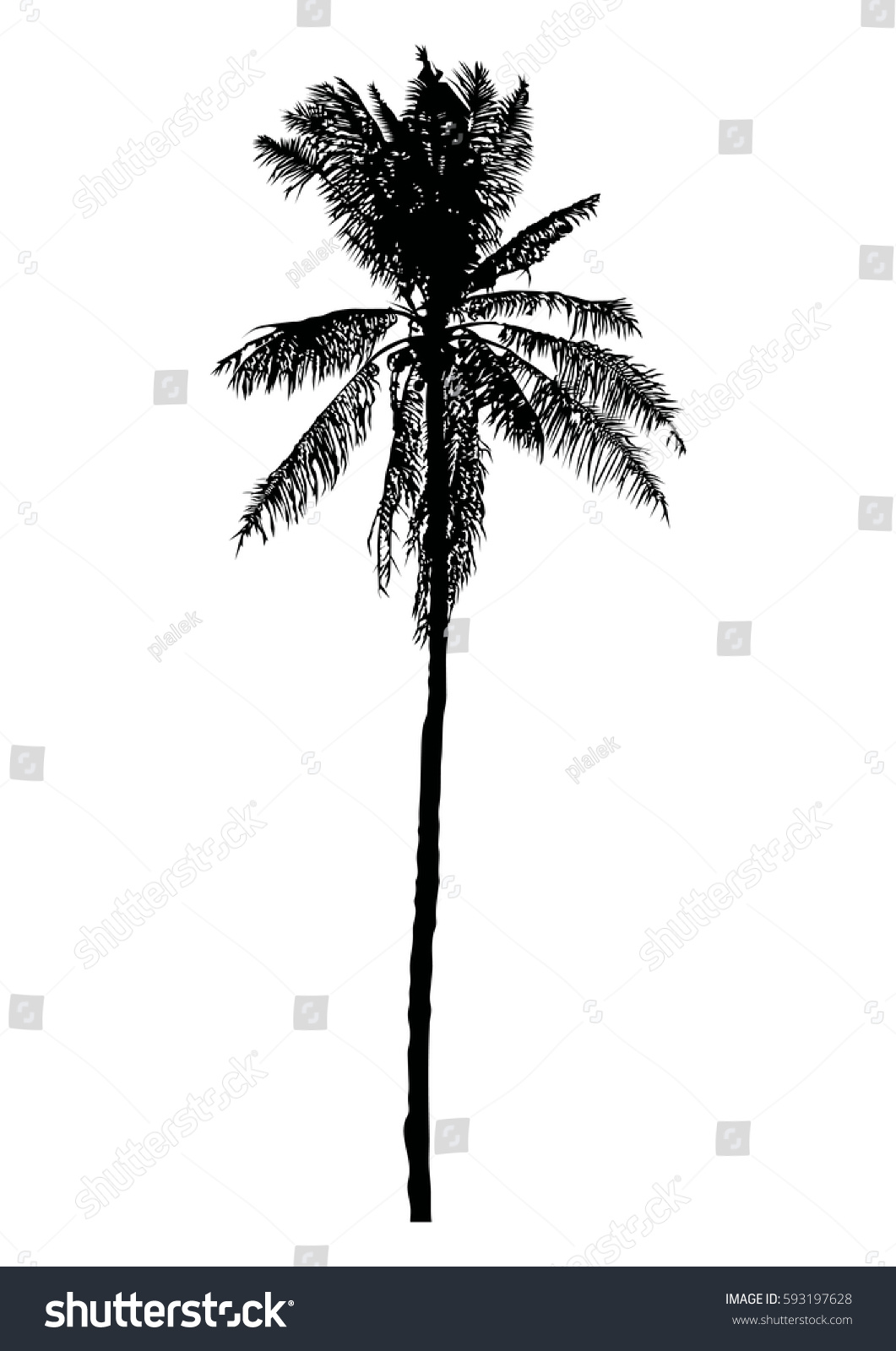 Silhouette Realistic Coconut Tree Palm Tree Stock Vector (Royalty Free ...