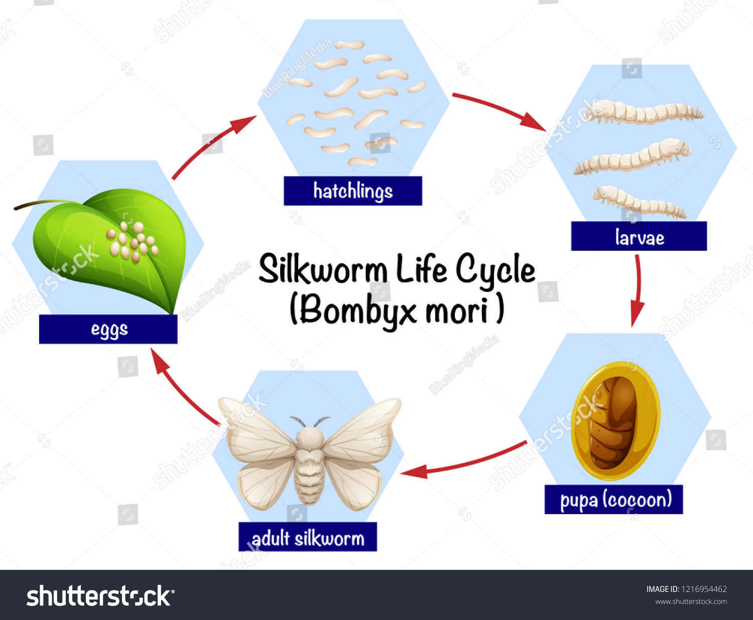 56 Bombyx mori Stock Illustrations, Images & Vectors | Shutterstock