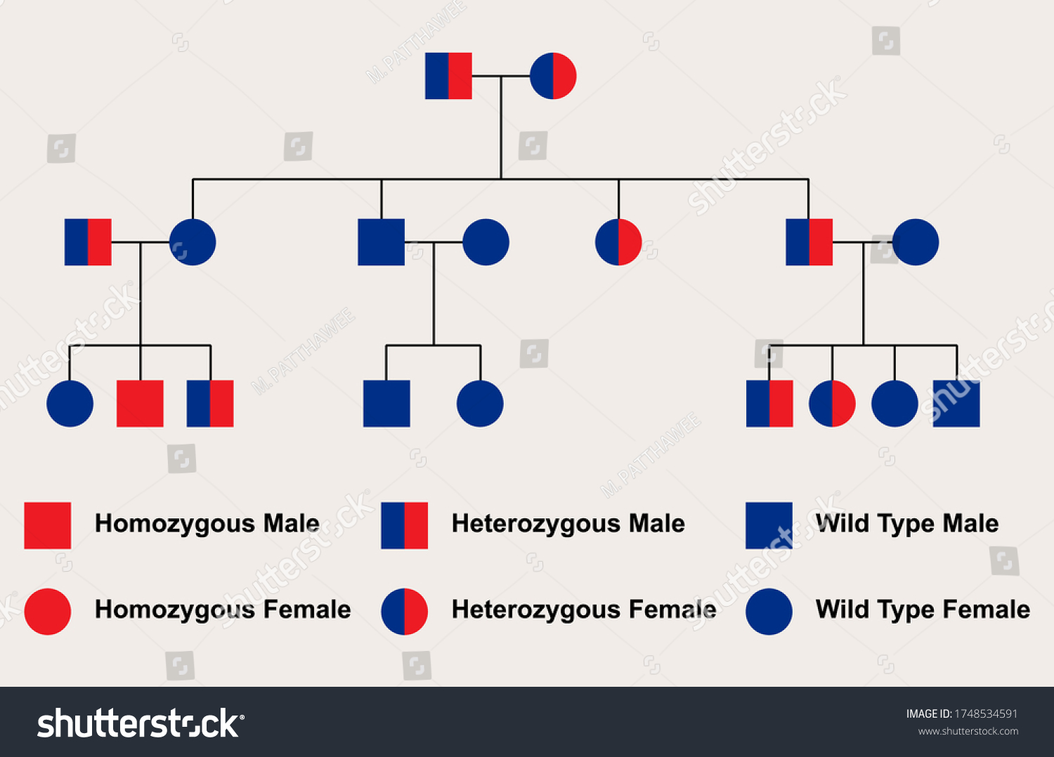 Simple Autosomal Recessive Pedigree Chart Heterozygous Stock Vector Royalty Free