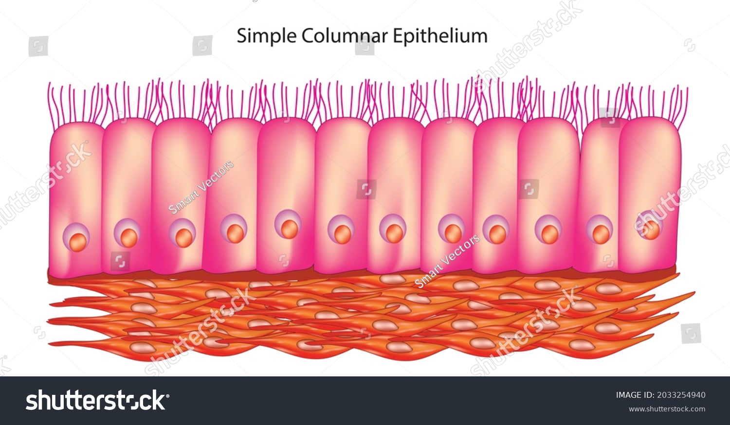 16 Mucus layer intestine Images, Stock Photos & Vectors | Shutterstock