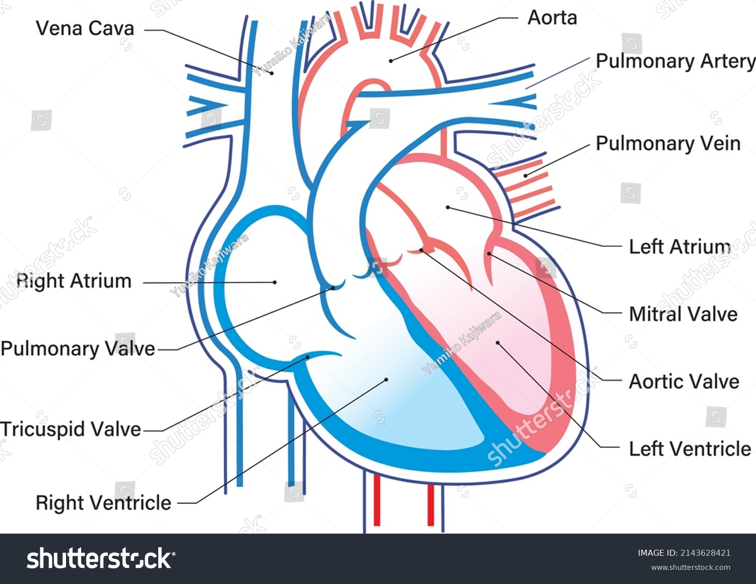 Simple Human Heart Anatomy Vector Illustration Stock Vector (Royalty ...