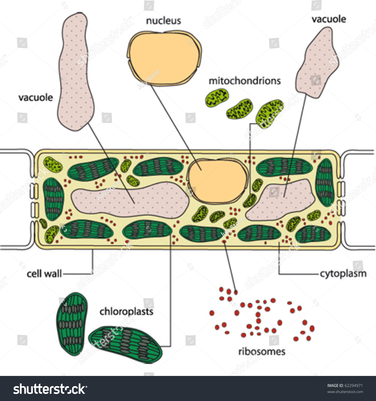 Simplified Structure Plant Cell Vector Stock Vector 62294971 - Shutterstock
