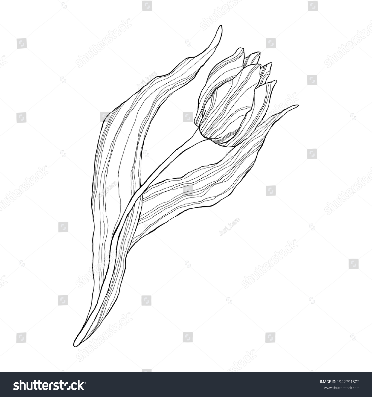 Single Line Art Tulip Flat Cartoon Stock Vector (Royalty Free ...