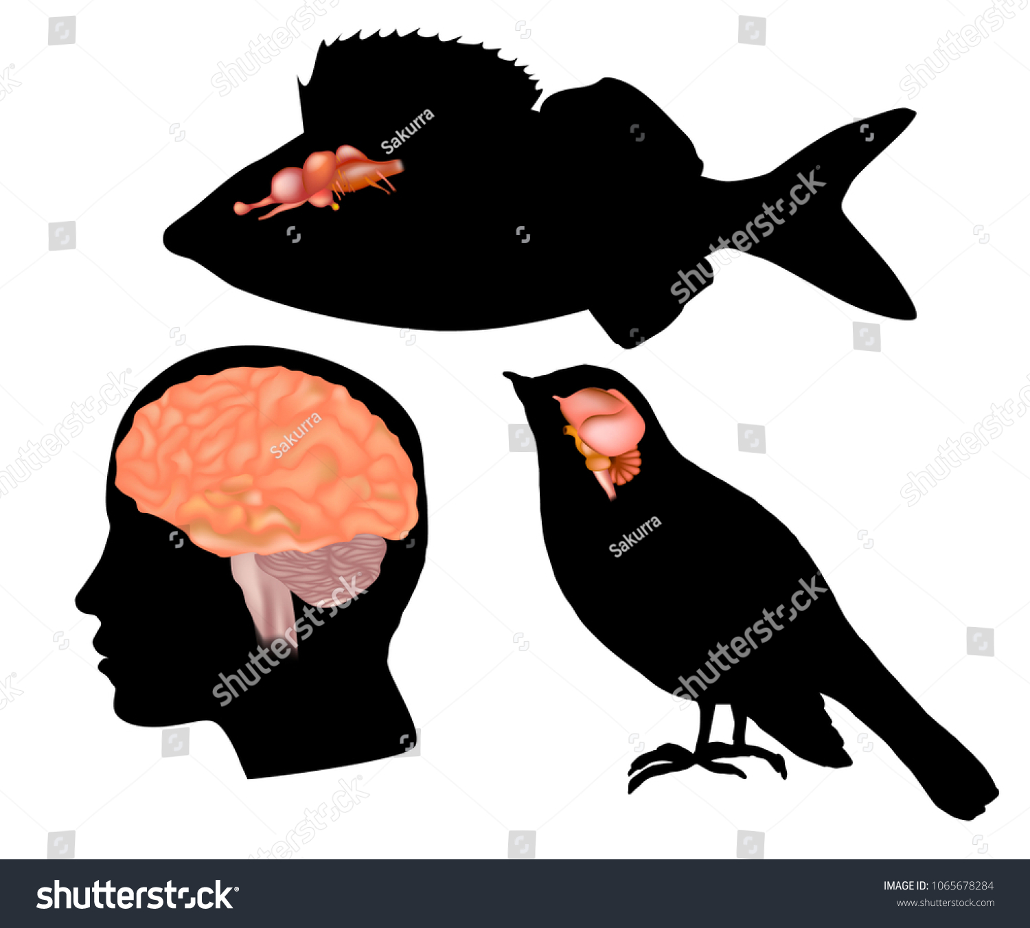 bird-brain-images-photos-et-images-vectorielles-de-stock-shutterstock