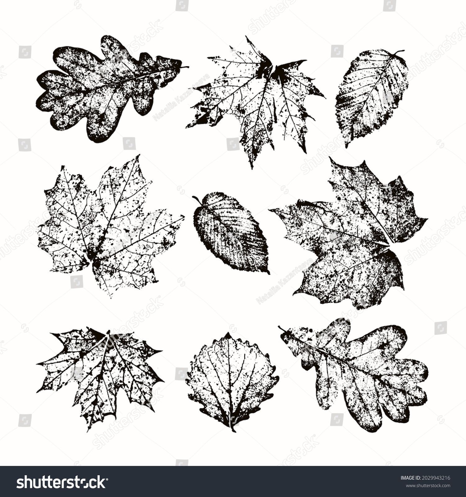 Skeleton Autumn Leaves Vector Set Isolated Stock Vector (Royalty Free ...