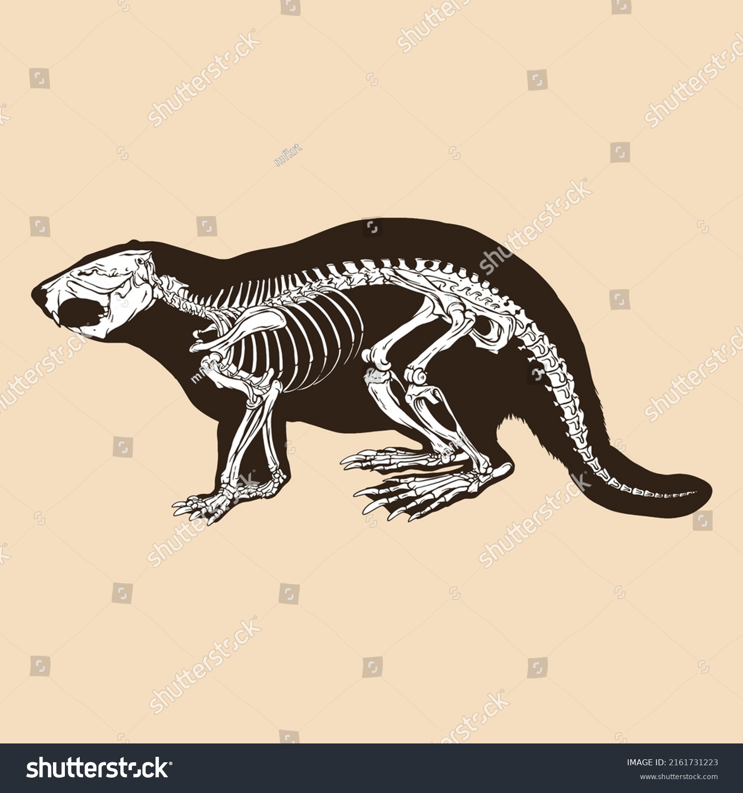 67 Mature beaver Images, Stock Photos & Vectors | Shutterstock