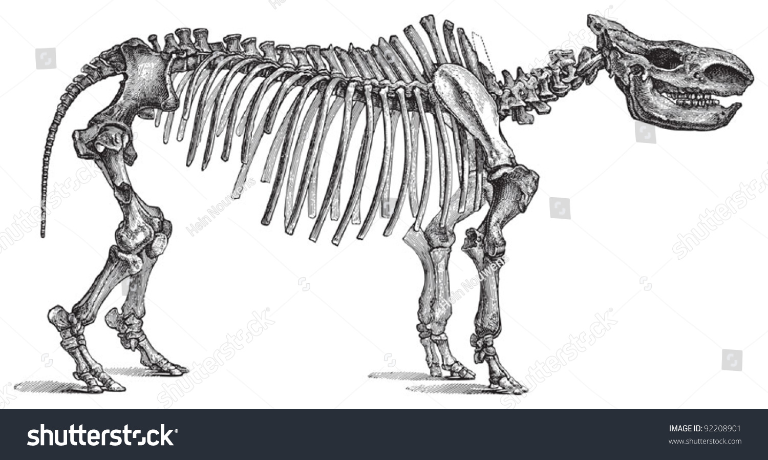 Skeleton Rhinoceros Tichorhinus Vintage Illustration Meyers Stock ...