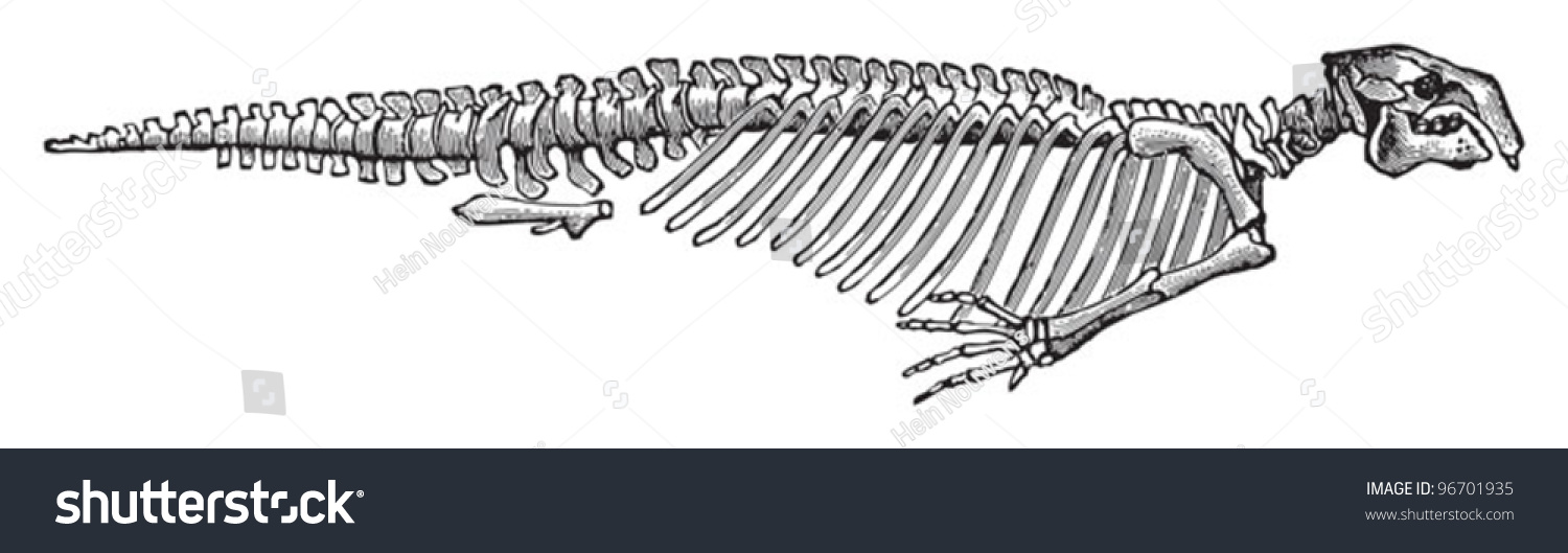 Skeleton Sea Cow Halitherium Schinzi Tertiary Stock Vector 96701935 ...