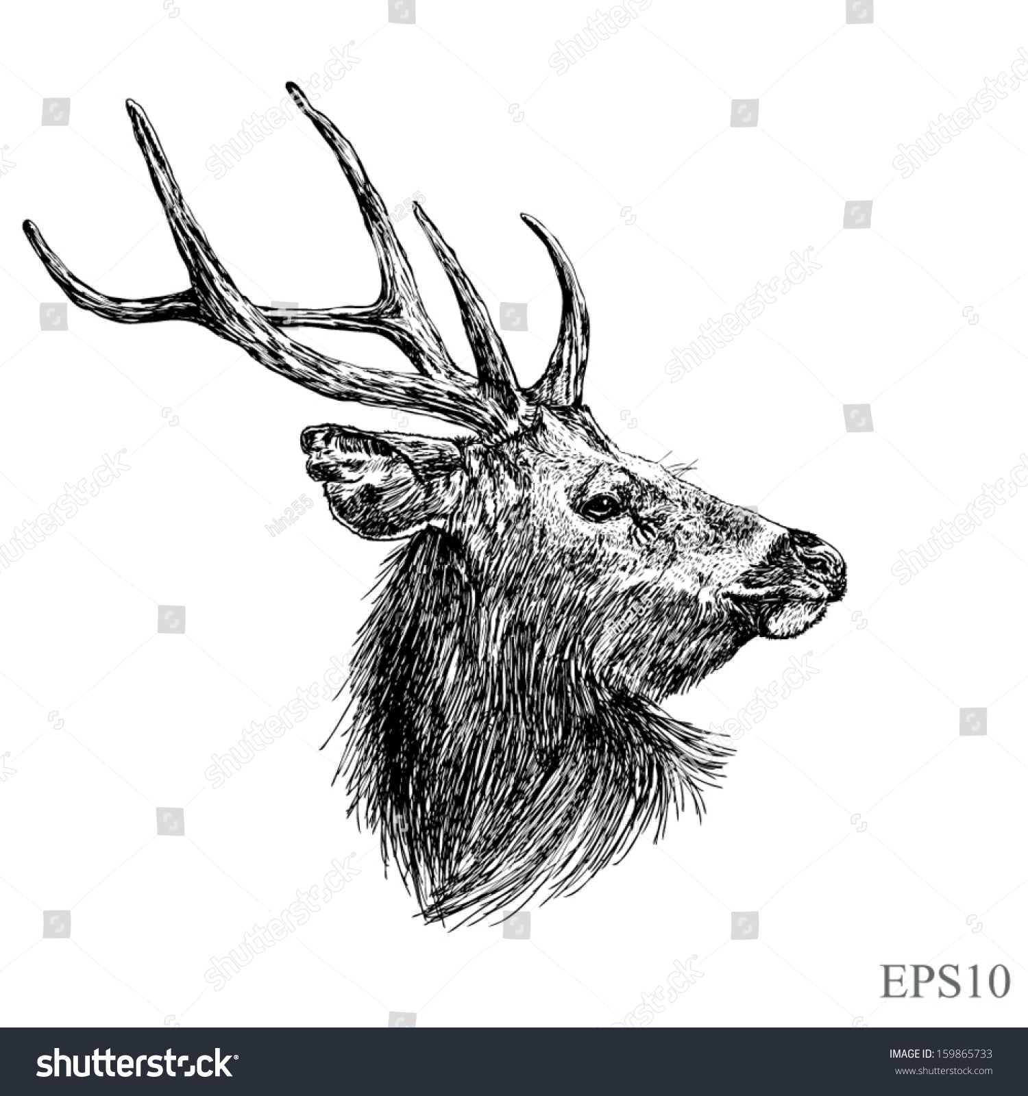 Sketch Deer Head With Vector Eps10 - 159865733 : Shutterstock