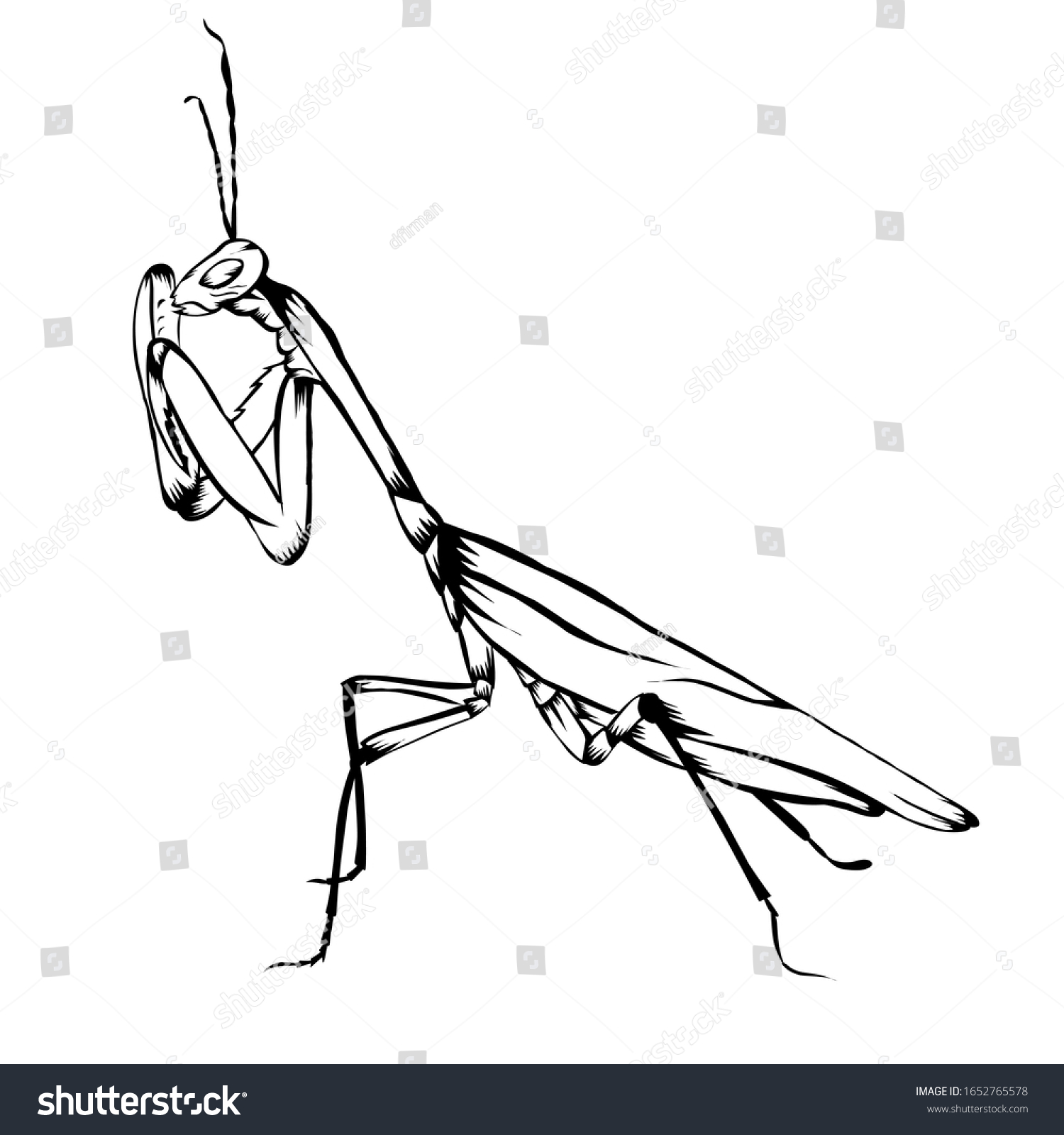 Sketch Design Illustration Praying Mantis On Stock Vector (Royalty Free ...