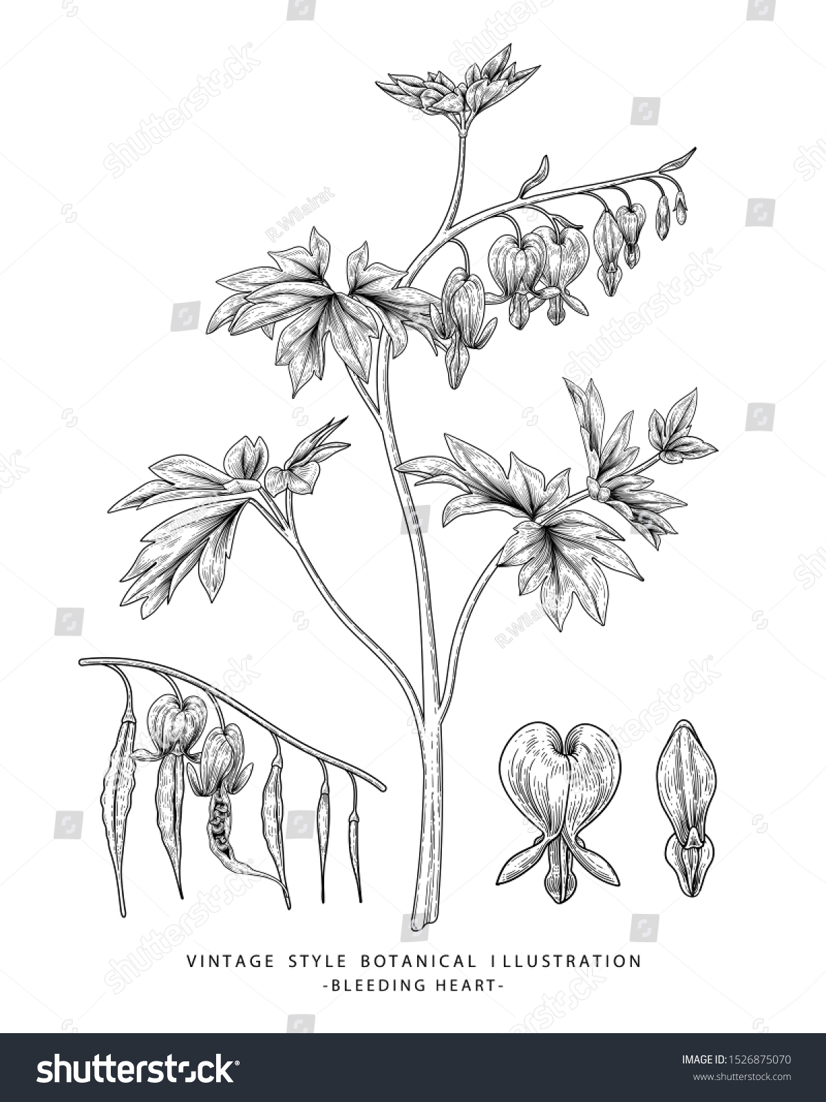 Sketch Floral Bleeding Heart Flower Drawings Stock Vector Royalty Free 1526875070