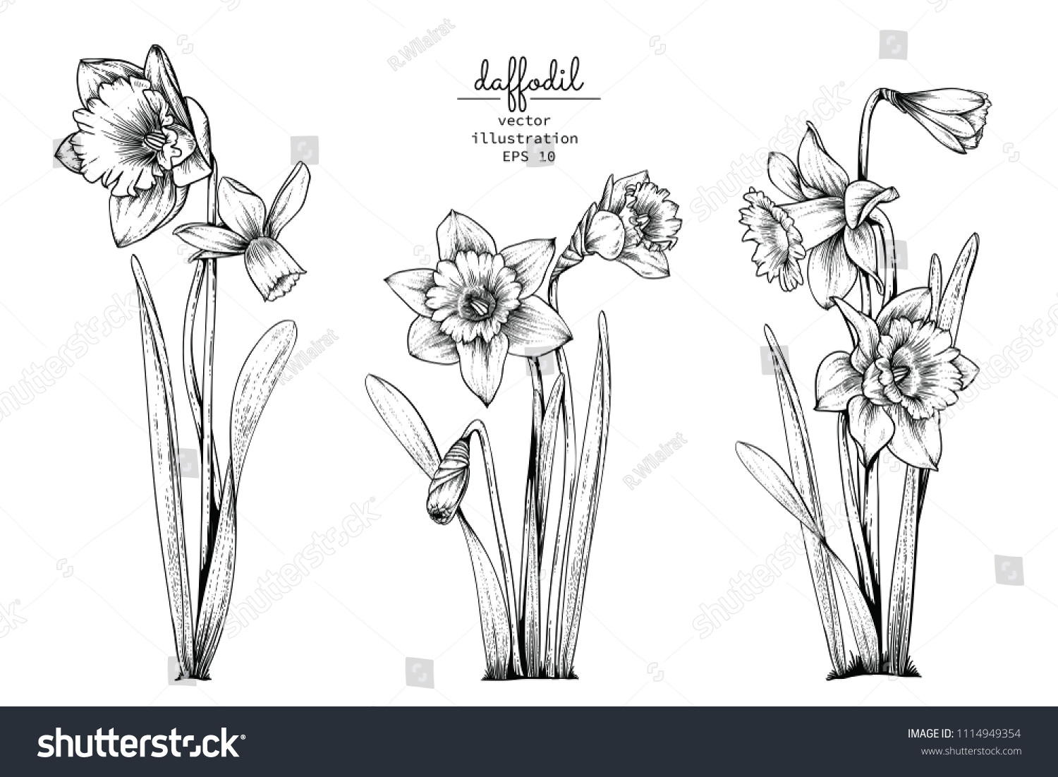 SVG of Sketch Floral Botany Collection. Daffodil or Narcissus flower drawings. Black and white with line art on white backgrounds. Hand Drawn Botanical Illustrations.Vector. svg