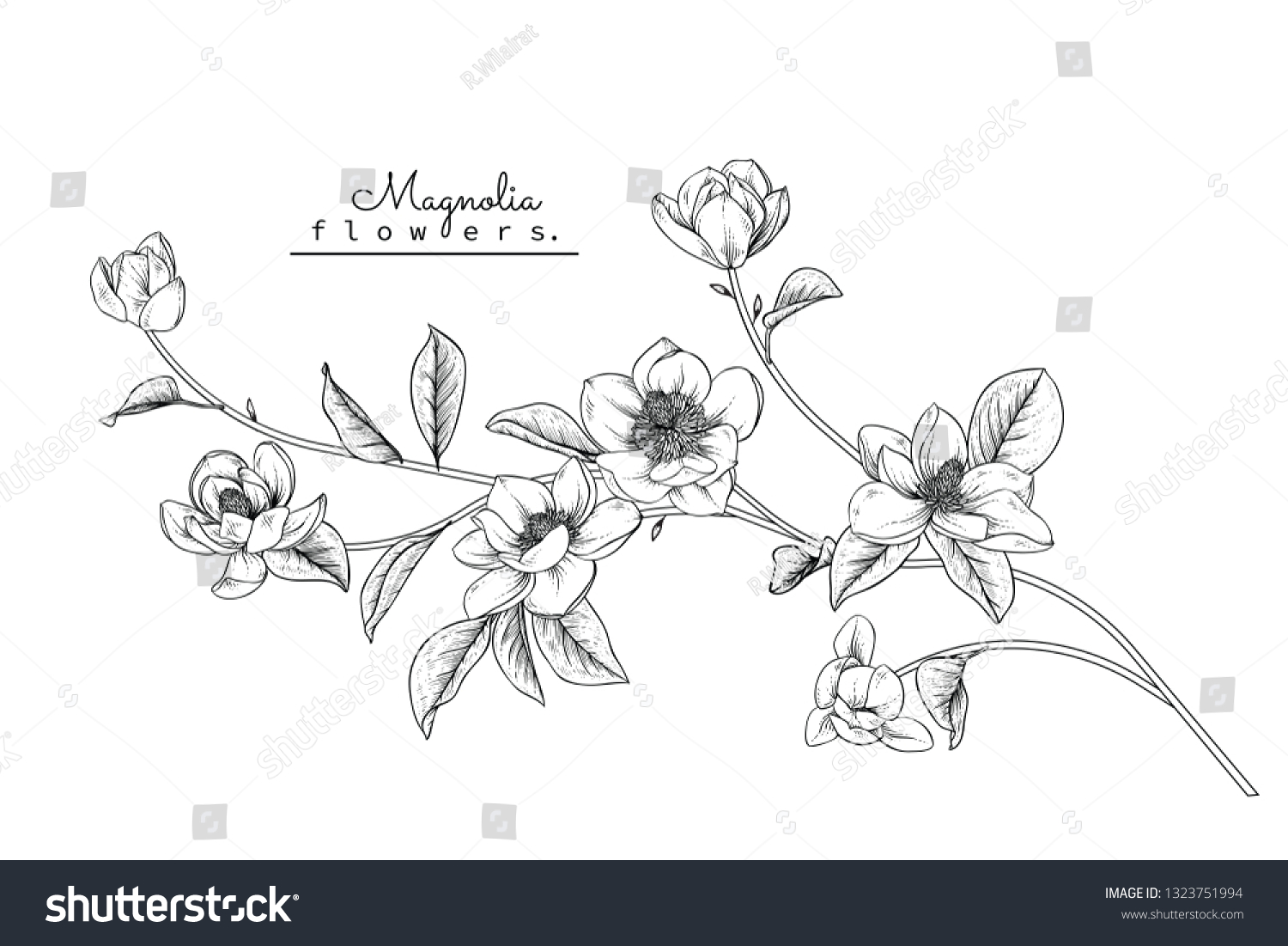 Sketch Floral Botany Collection Magnolia Flower Stock Vector (Royalty ...