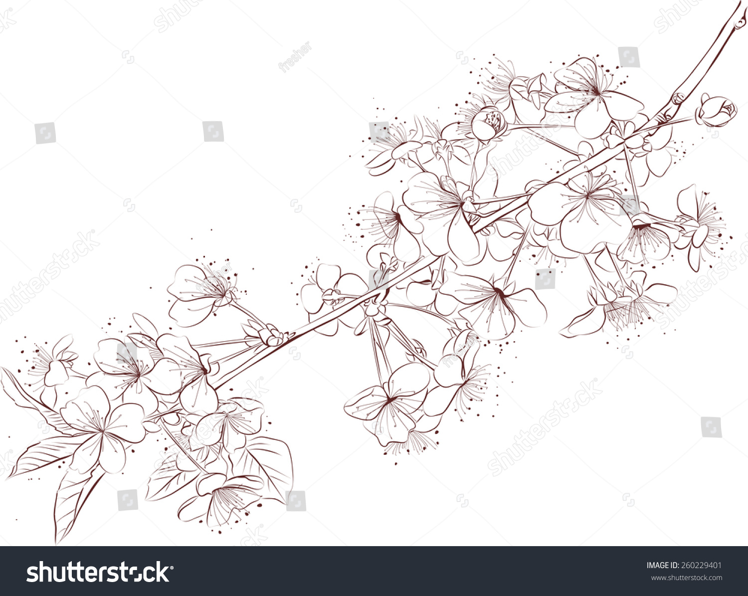 Sketch Blossoming Cherry Branch On White Stock Vector (Royalty Free