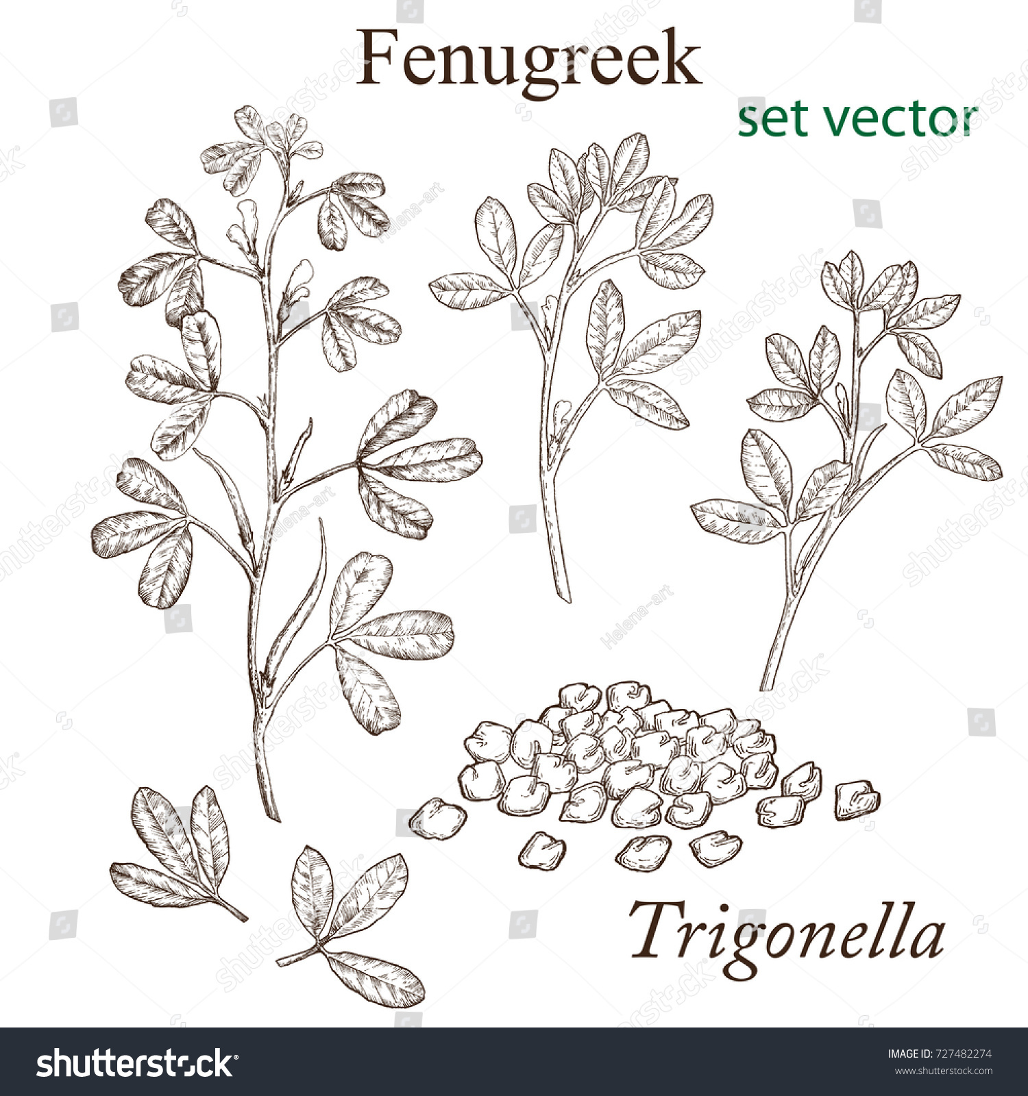 Sketch Fenugreek Plant Vintage Style Design Stock Vector (Royalty Free ...