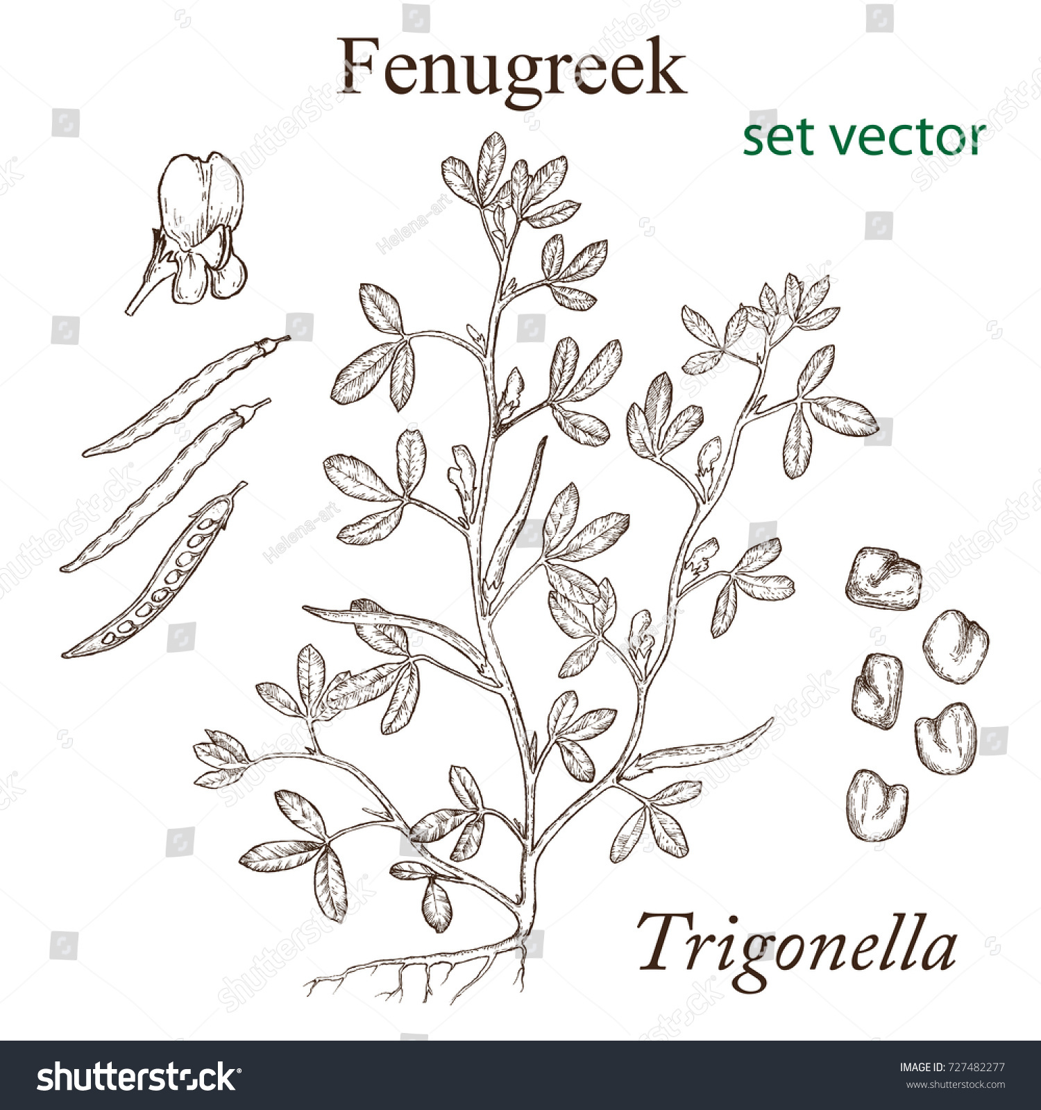 Sketch Fenugreek Plant Vintage Style Design Stock Vector (royalty Free 