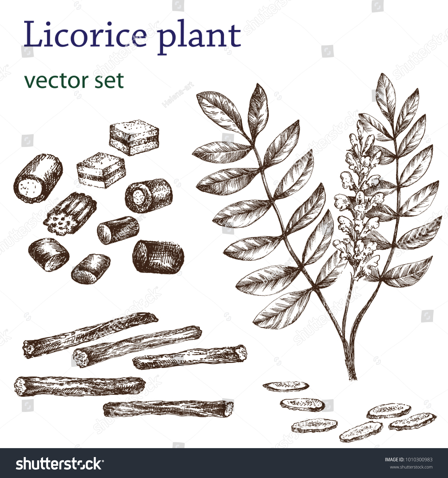 Sketch Licorice Vintage Style Botanical Drawing Stock Vector (Royalty