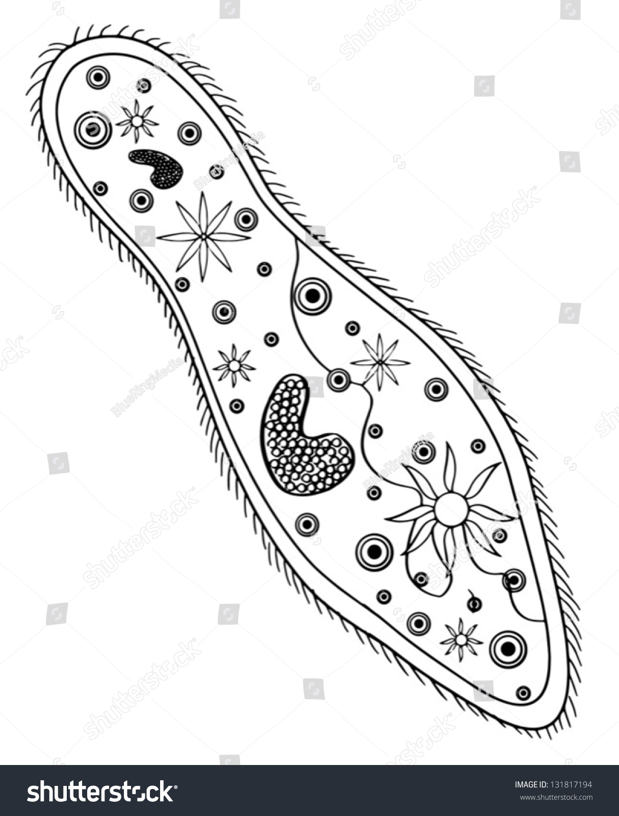 Sketch Of A Paramecium Stock Vector Illustration 131817194 Shutterstock