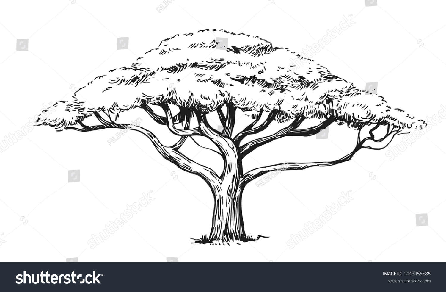 2,976 Hand drawn acacia Images, Stock Photos & Vectors Shutterstock