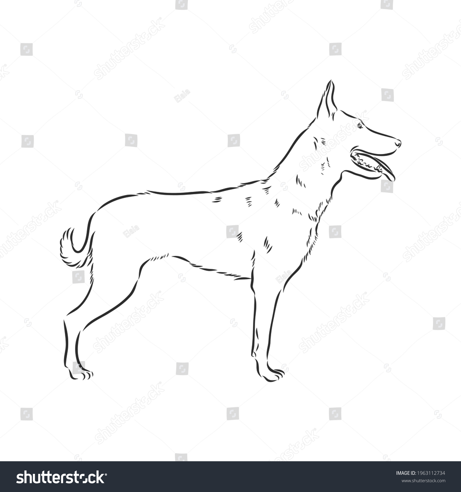 SVG of Sketch of Belgian Shepherd dog, Hand drawn illustration. svg