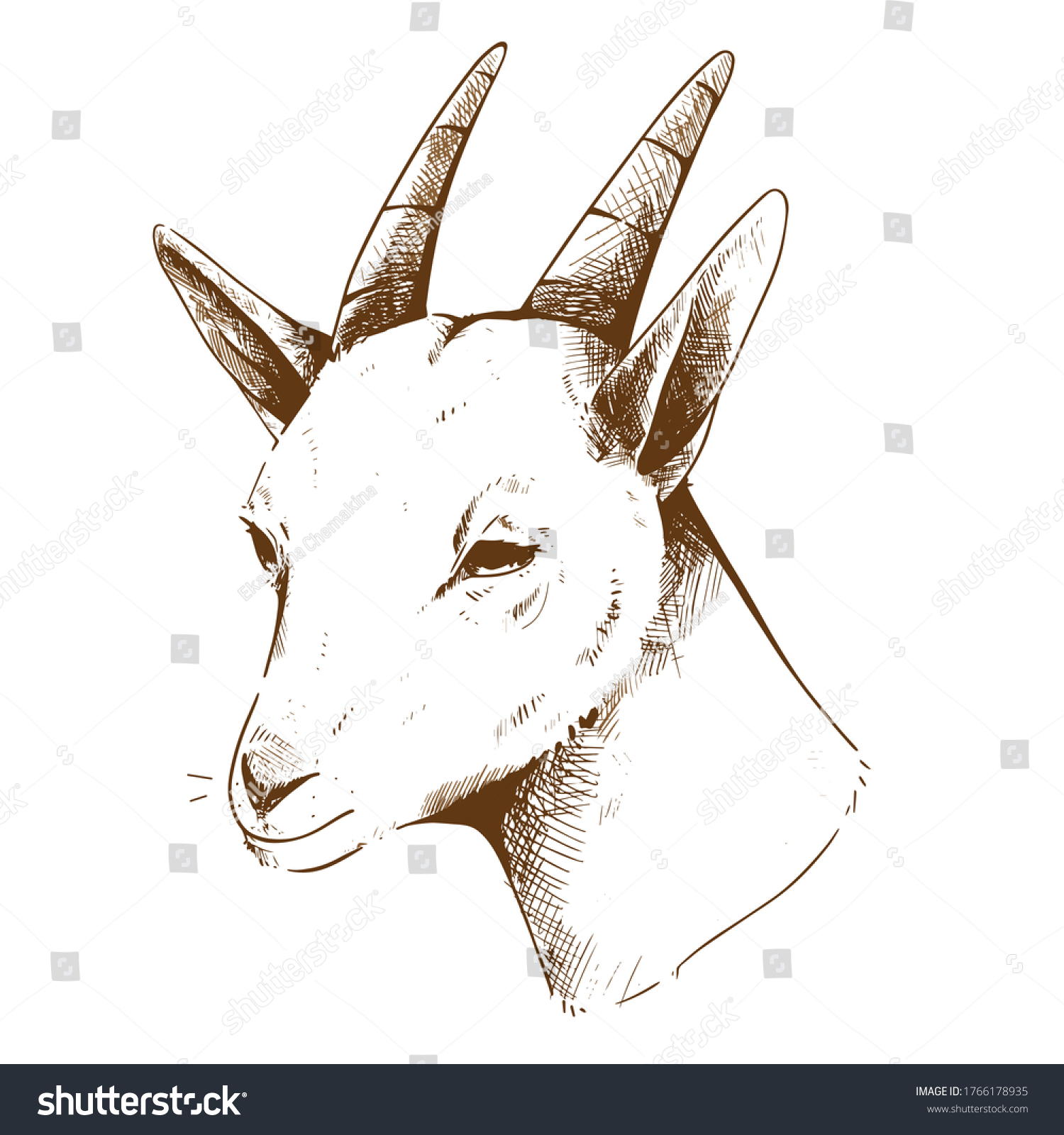 Sketch Goats Head Vector Illustration Isolated Stock Vector (Royalty ...