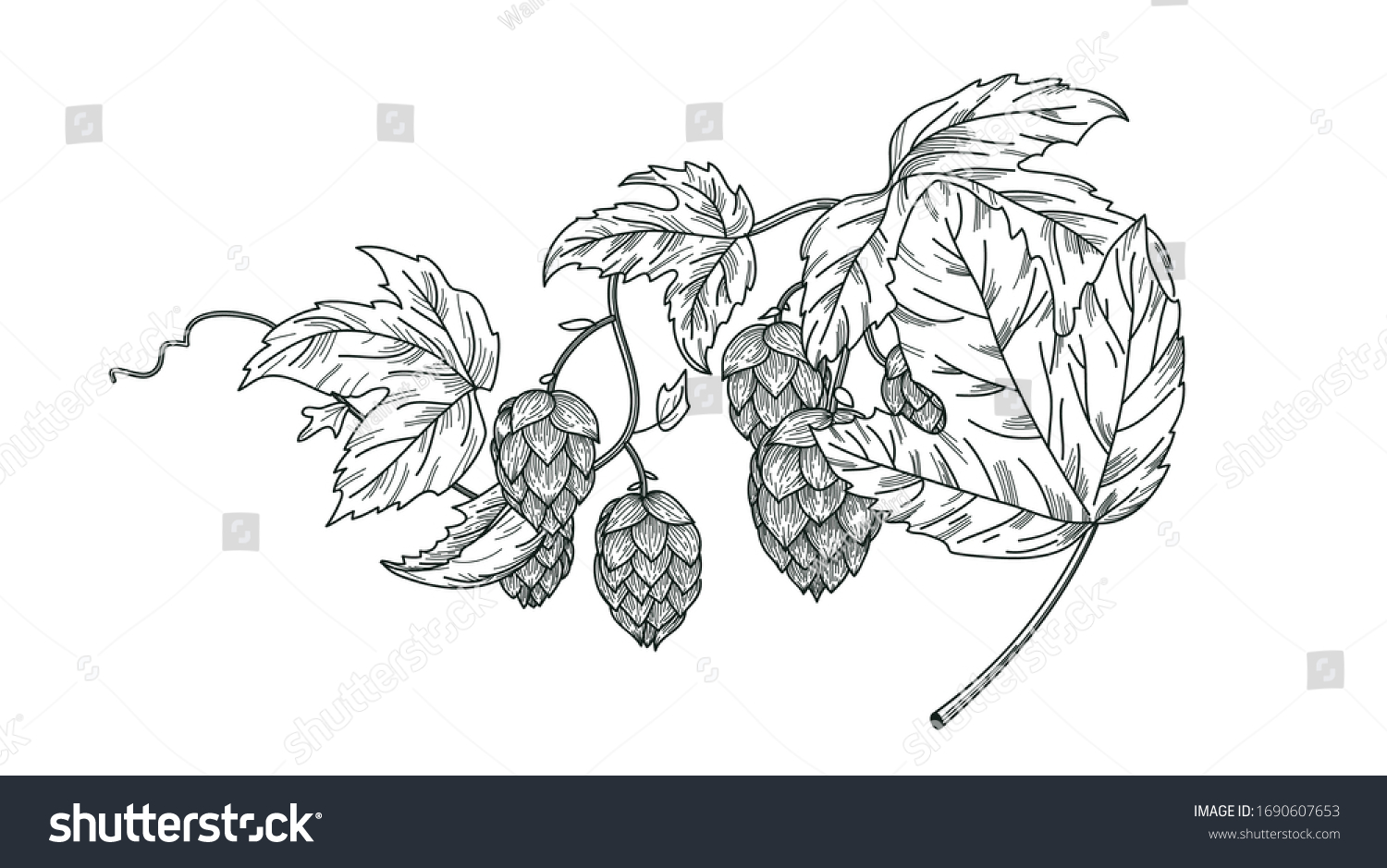 Sketch Hop Plant Hops Branch Leaves Stock Vector (Royalty Free ...