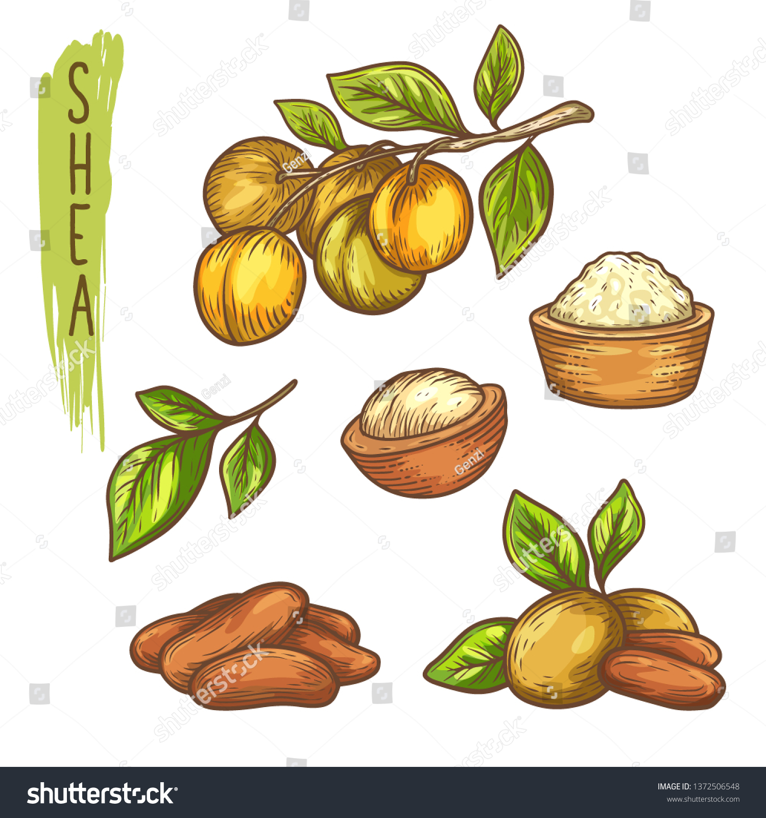 SVG of Sketch of shea nut and butter, branch with leaf svg