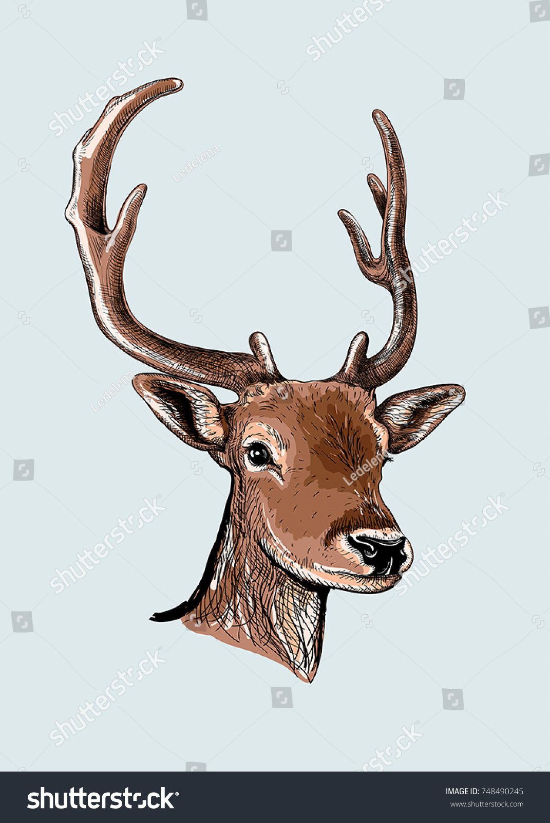 Sketch Head Young Deer Horns Vector Stock Vector (Royalty Free