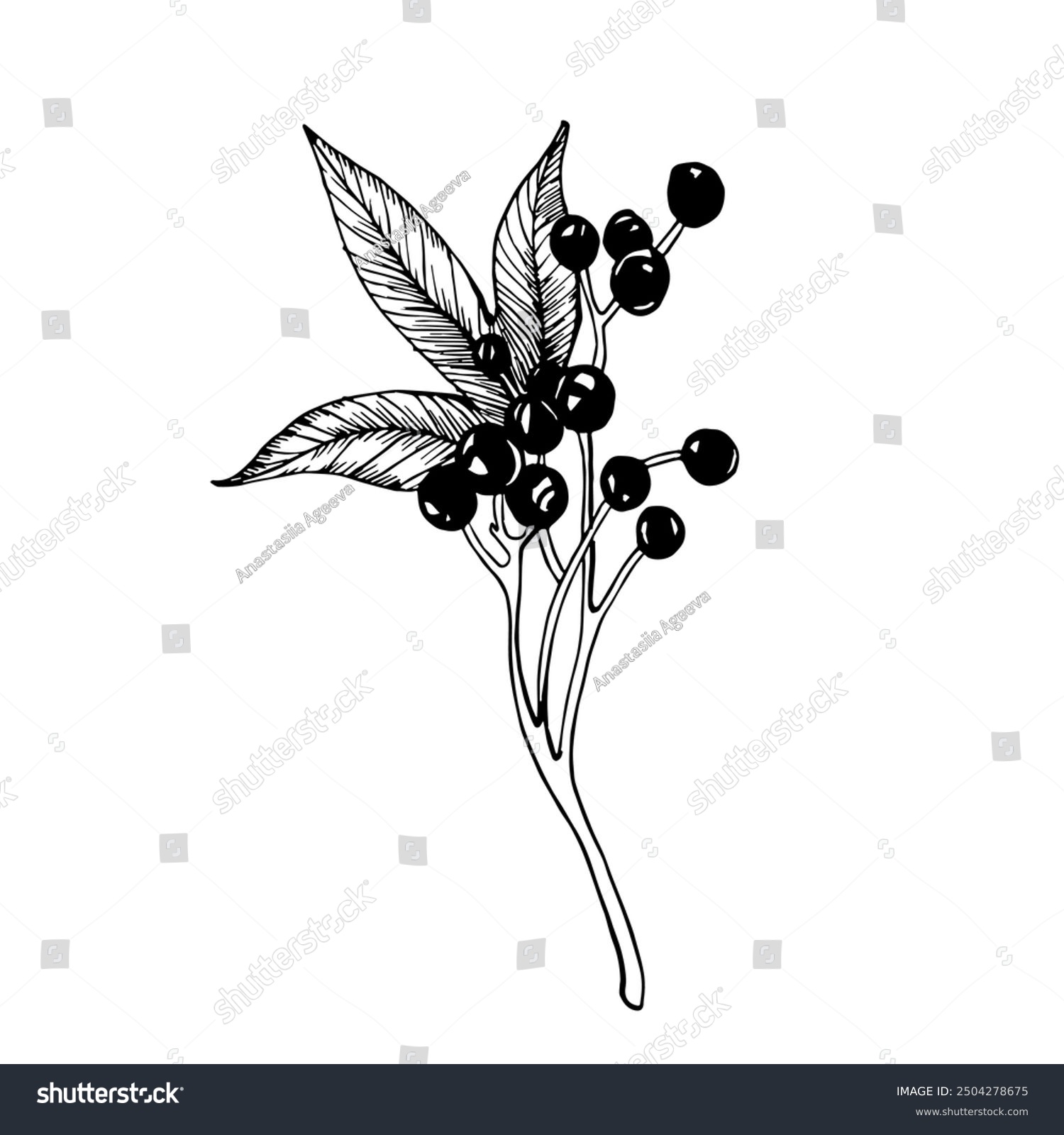 recommend clip art: Sketch of wild grapes berries and leaf. Vector black and white line hand drawn illustration. Graphic element for design of postcards, wedding invitations, label