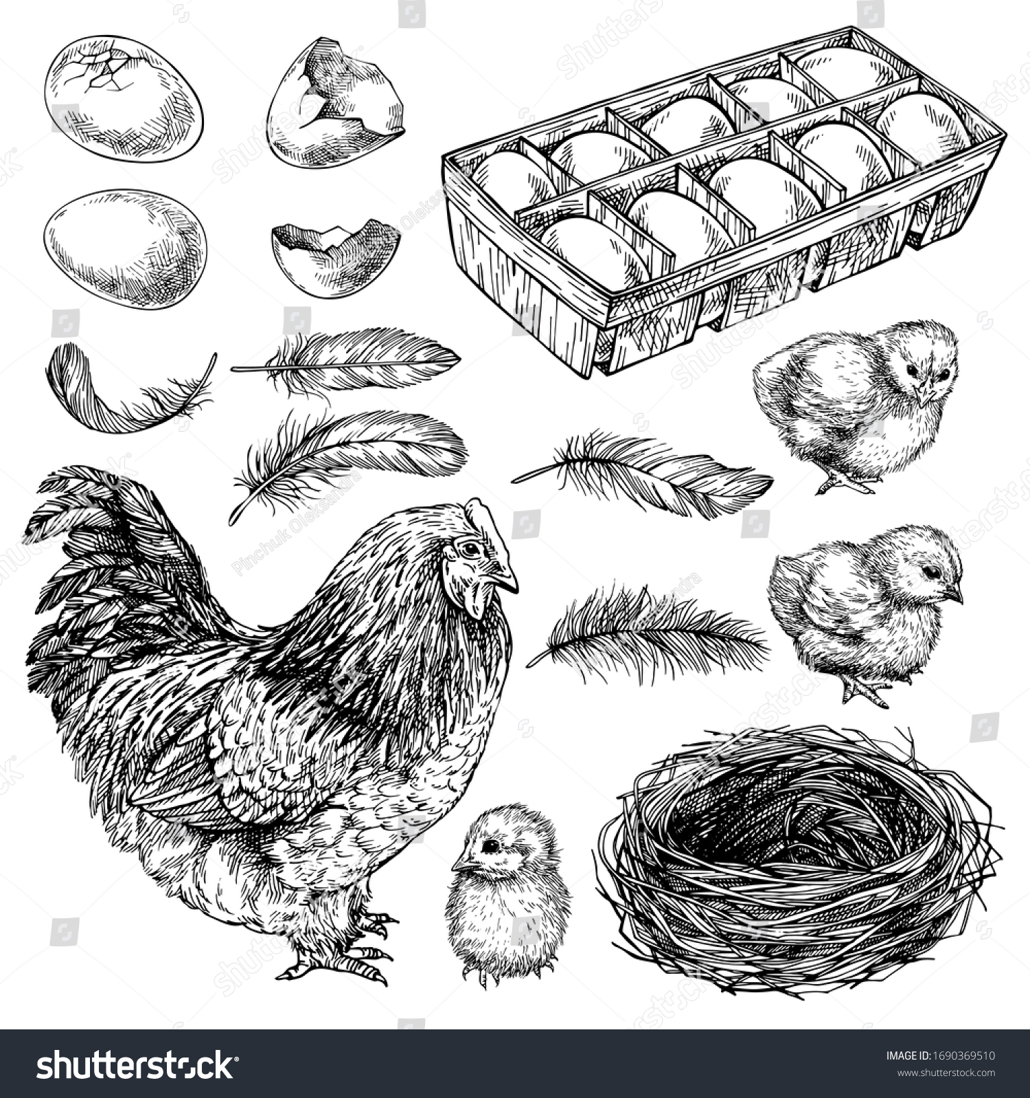 鶏 雛 卵のスケッチセット 手描きのリアルな鶏 鶏の小鳥のイラストをインクで刻んだ図 のベクター画像素材 ロイヤリティフリー