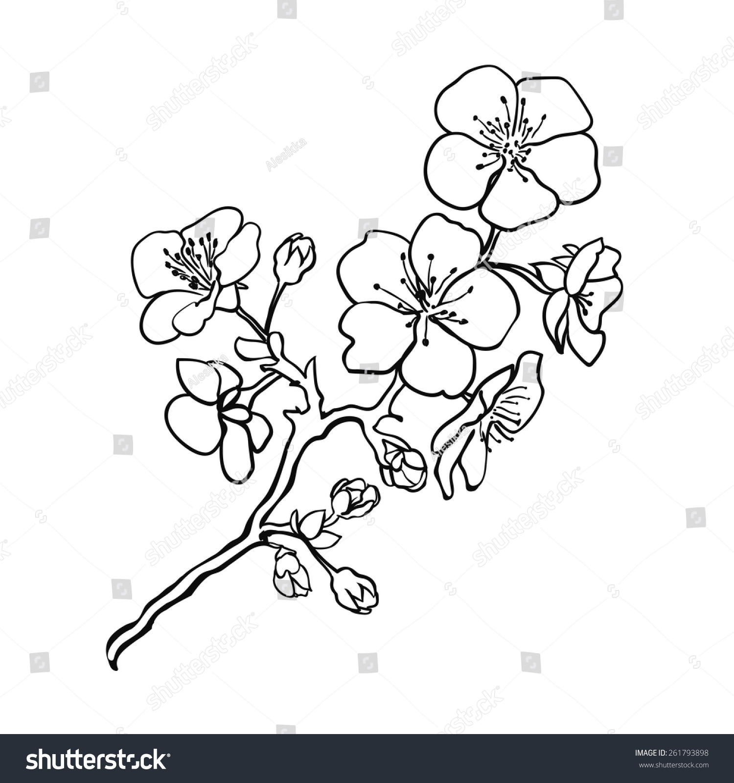 Sketch Twig Sakura Blossoms Vector Illustration Stock Vector (Royalty ...