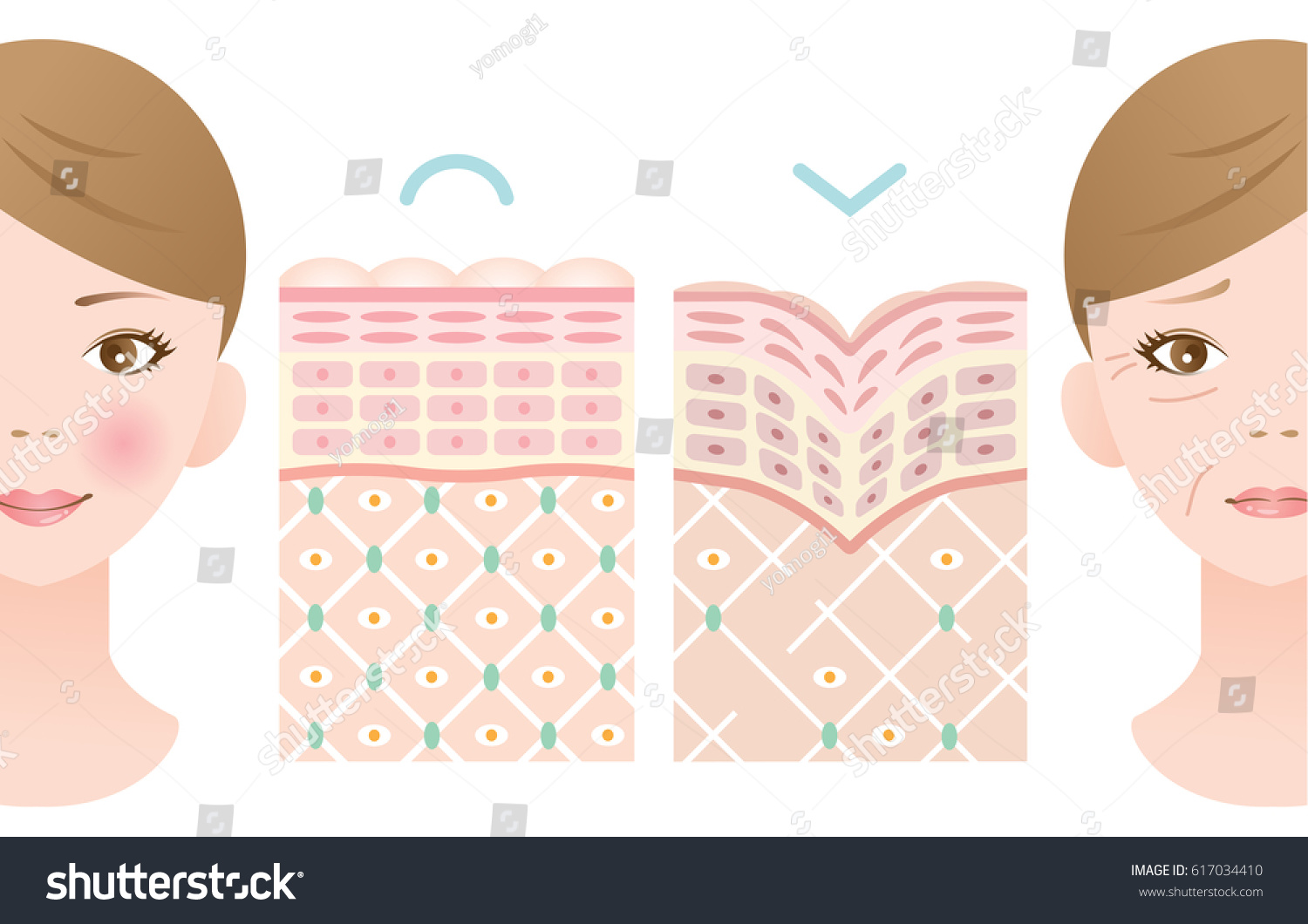Skin Aging Diagrams Young Skin Firm Stock Vector (Royalty Free) 617034410
