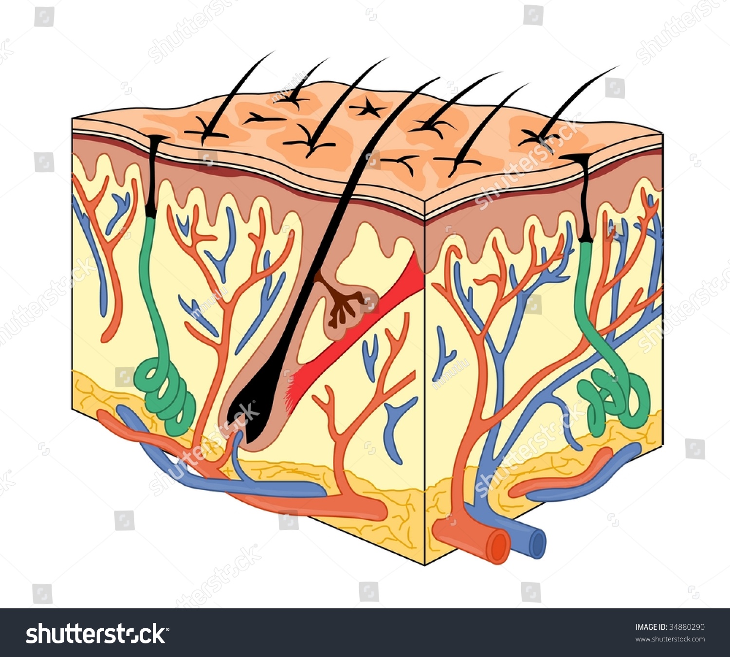 Skin Anatomy Stock Vector 34880290 - Shutterstock