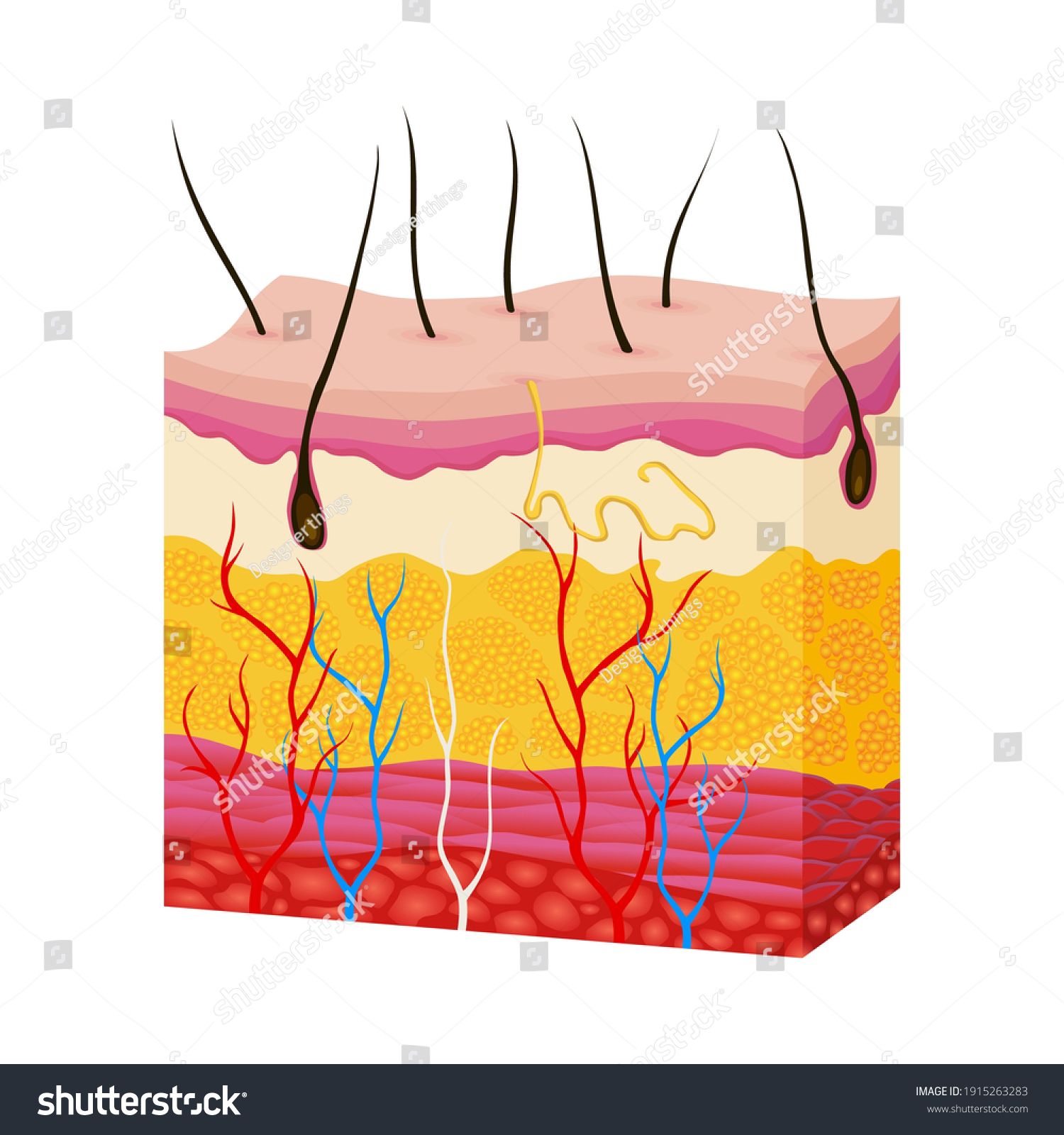 Skin Anatomy Human Body Skin Vector Stock Vector (Royalty Free ...