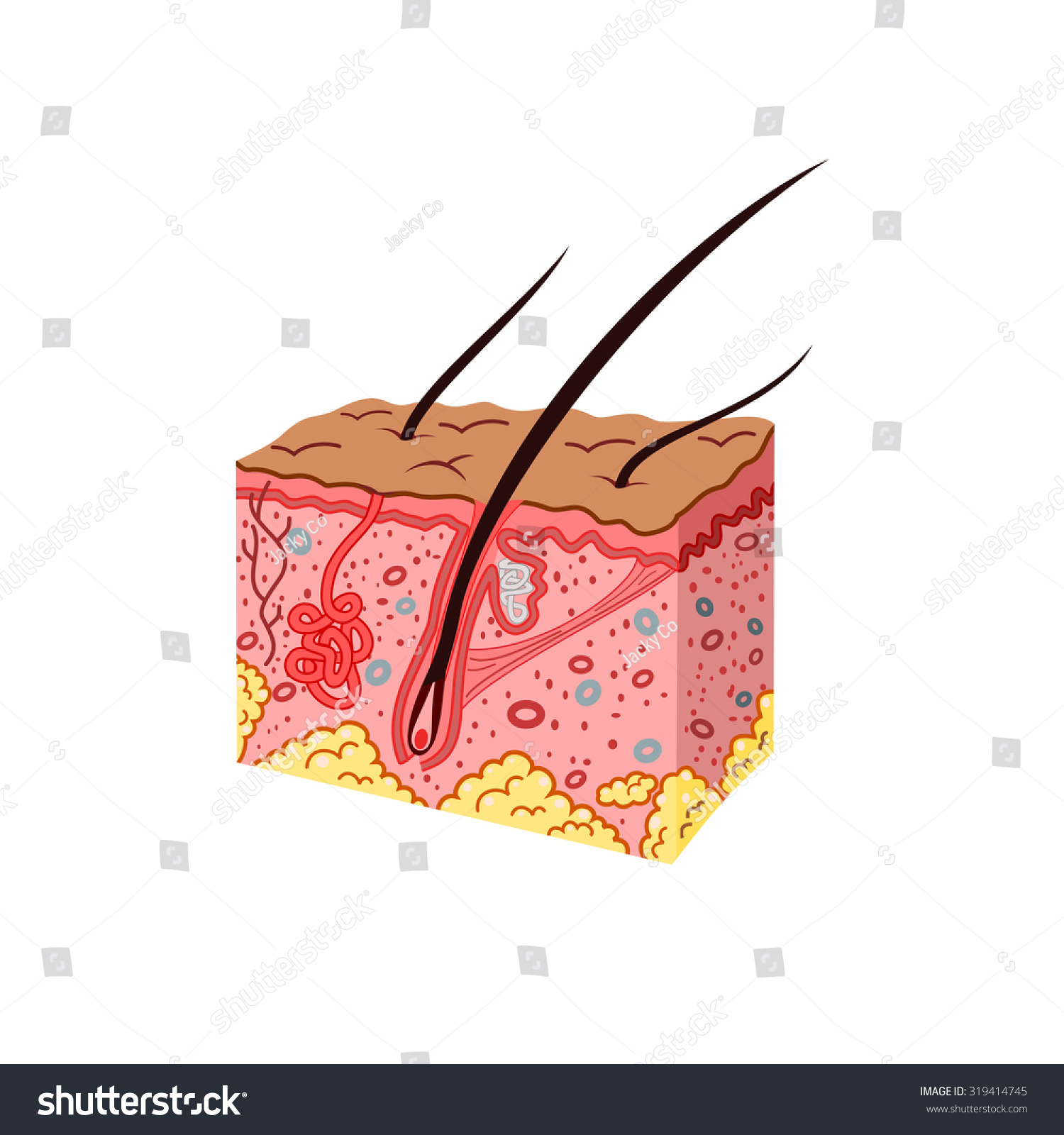 Skin Anatomy Vector - 319414745 : Shutterstock